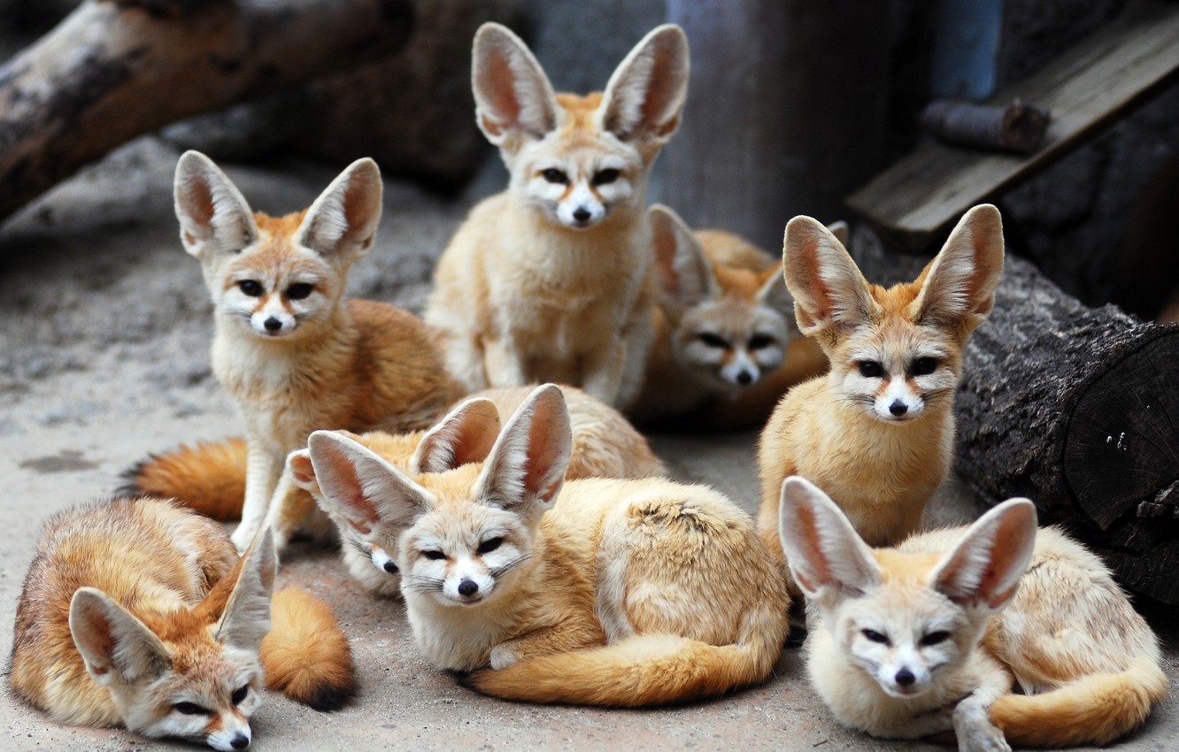 Wallpaper animals, Fox, Fenech, Fennec fox, eared image for desktop, section животные