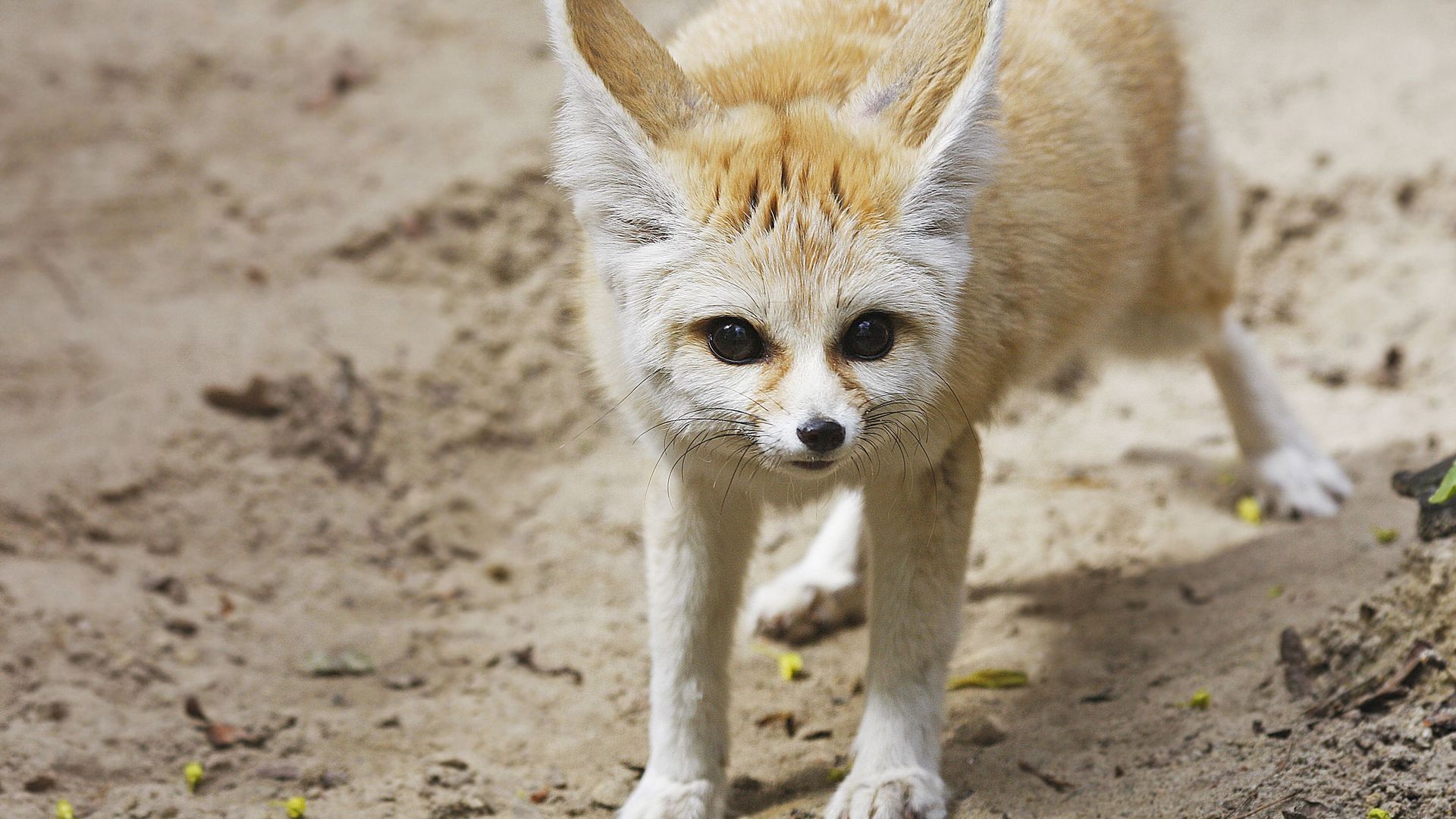 Animal Fennec Fox Wallpaper:1920x1080