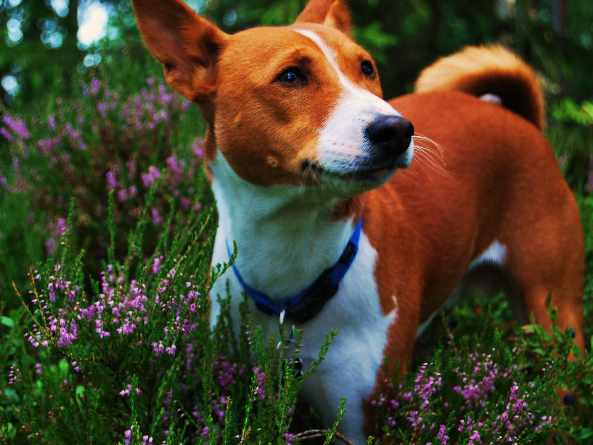 Basenji Wallpapers - Wallpaper Cave