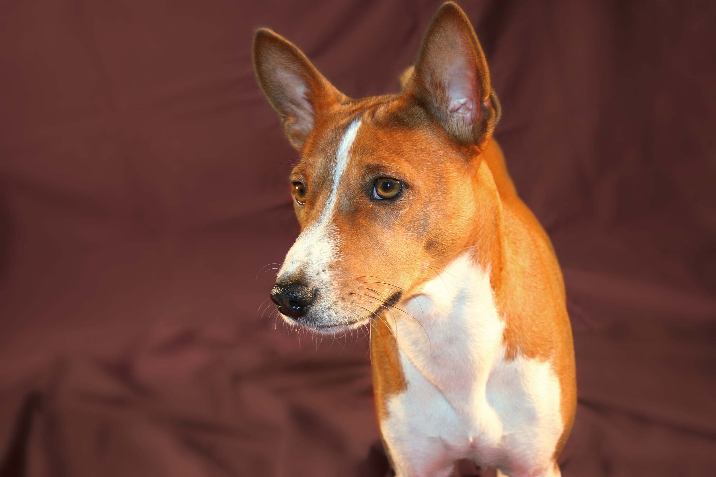Basenji Wallpapers - Wallpaper Cave