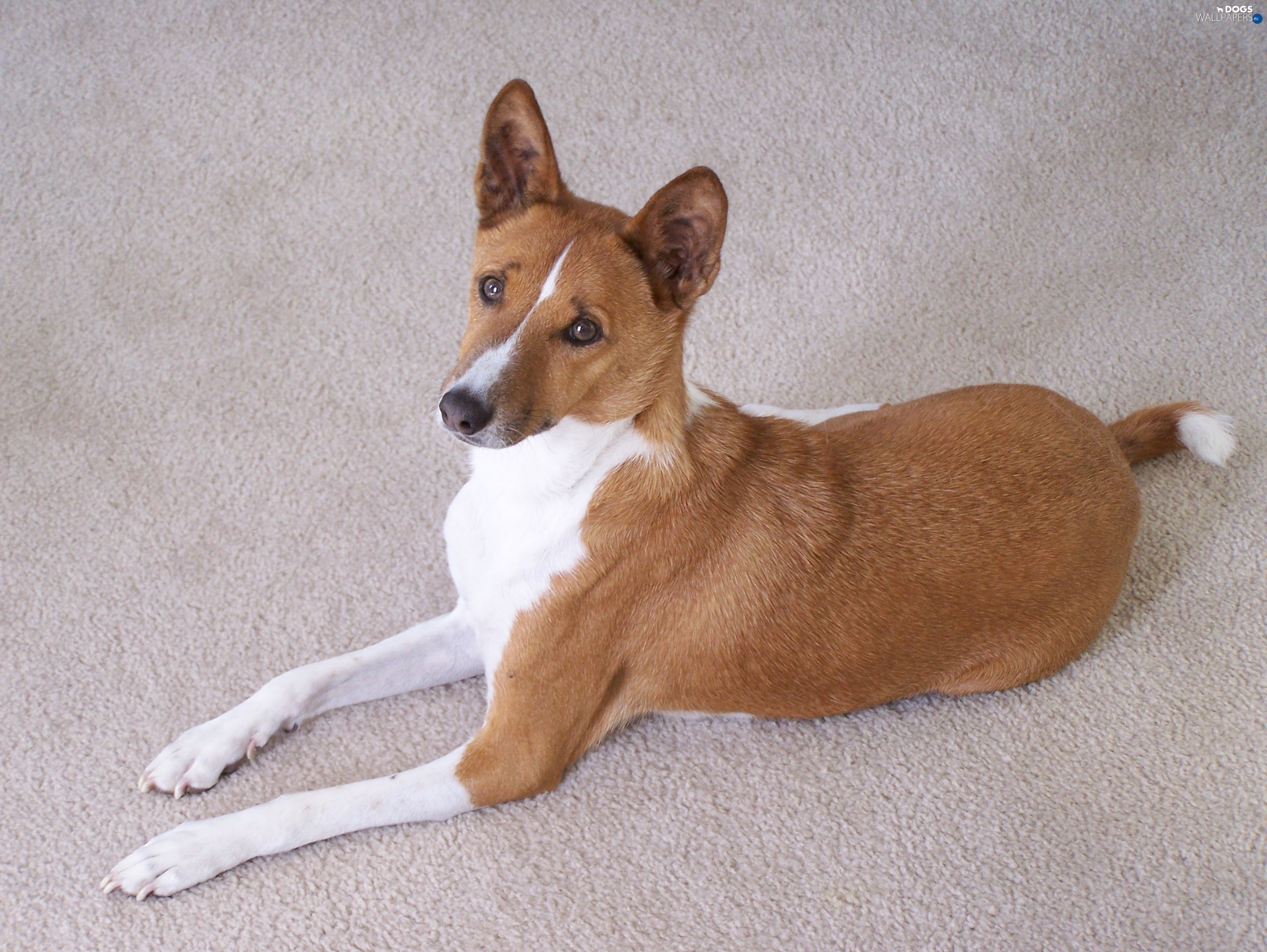 Basenji Wallpapers - Wallpaper Cave