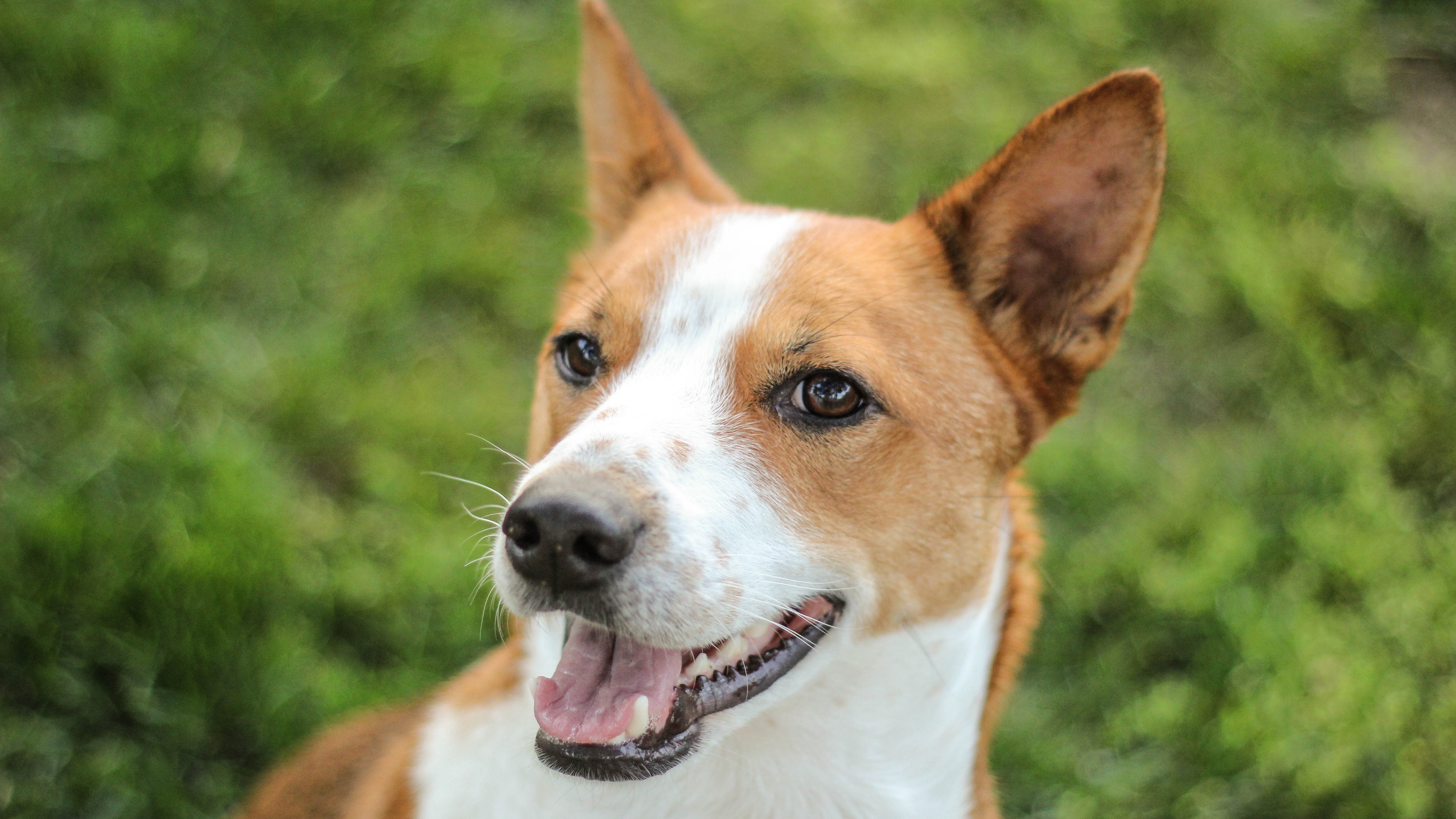 Basenji Breed Dog 8K Wallpaper