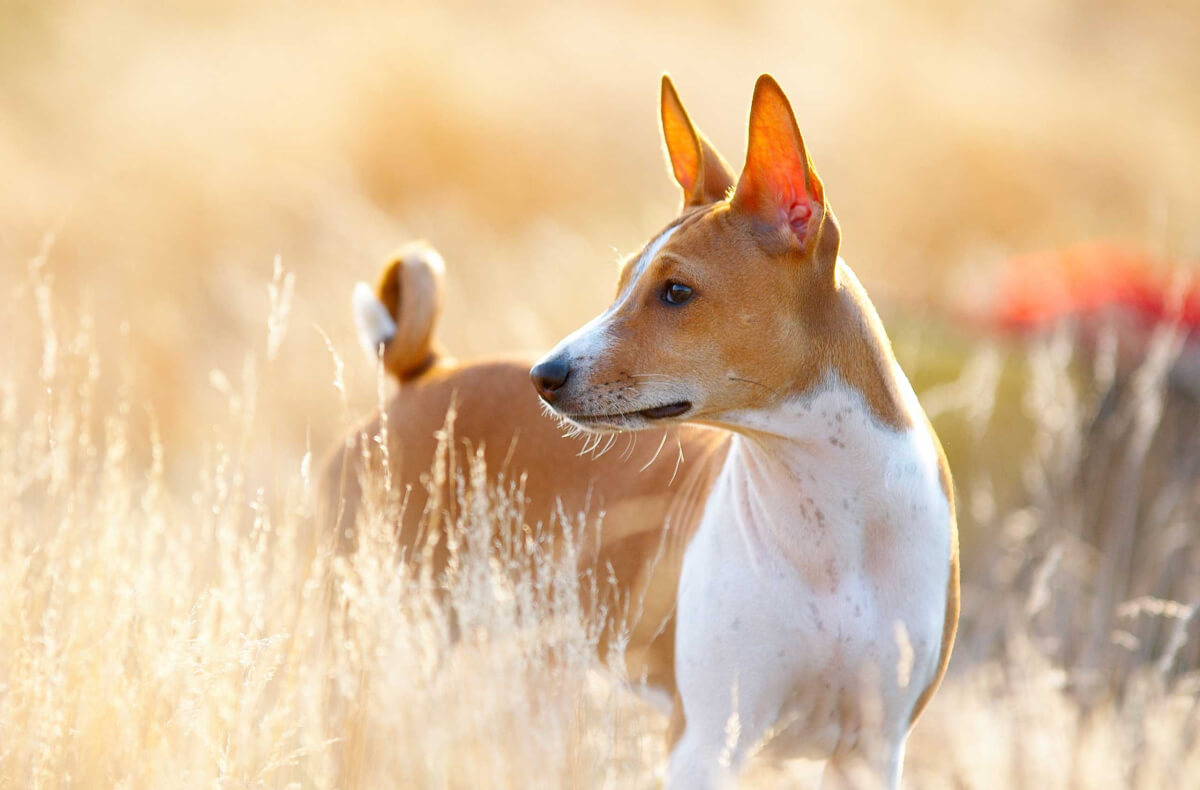 Learn Everything About Dogs From Dog Learn.com