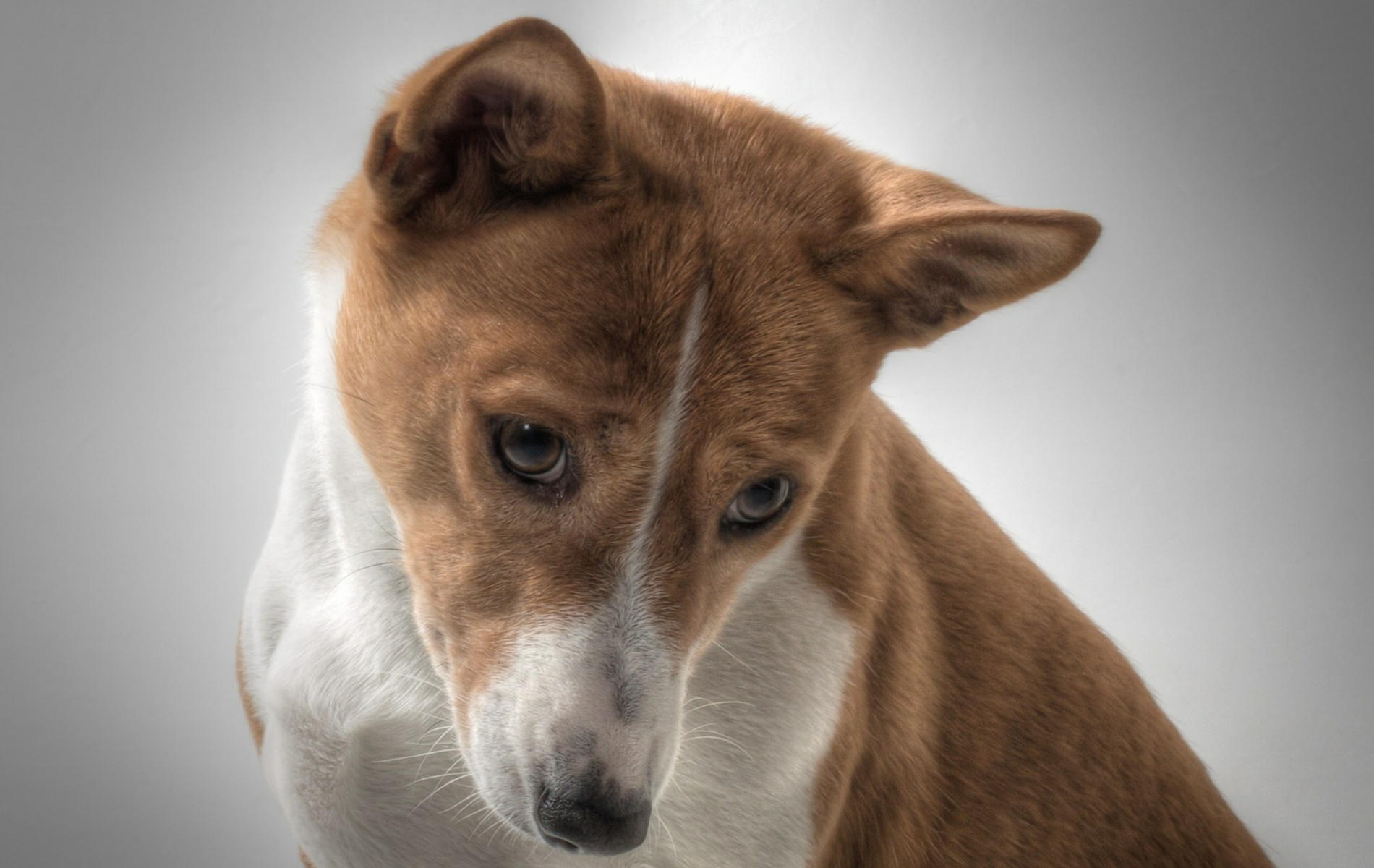 Basenji Image
