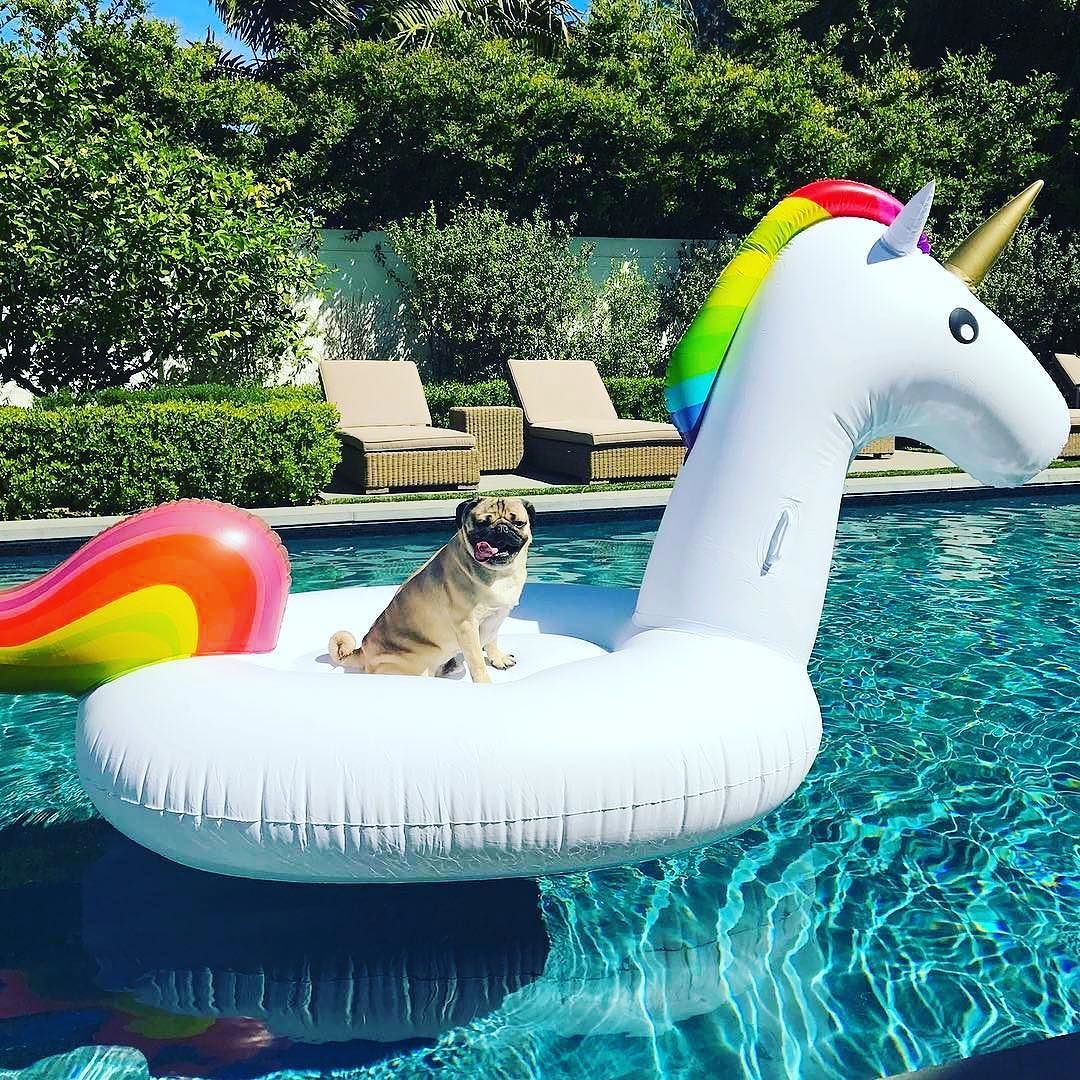 When it's your day off. #Repost Pug Unicorn = Pugicorn -Doug #unicorn #pug #poolday #ooo. Cute pugs, Doug the pug, Pug puppy