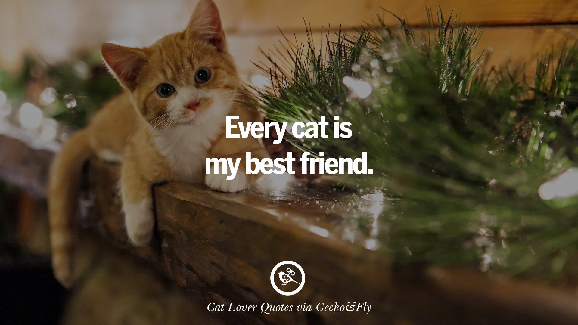 Cute Cat Image With Quotes For Crazy Cat Ladies, Gentlemen And Lovers