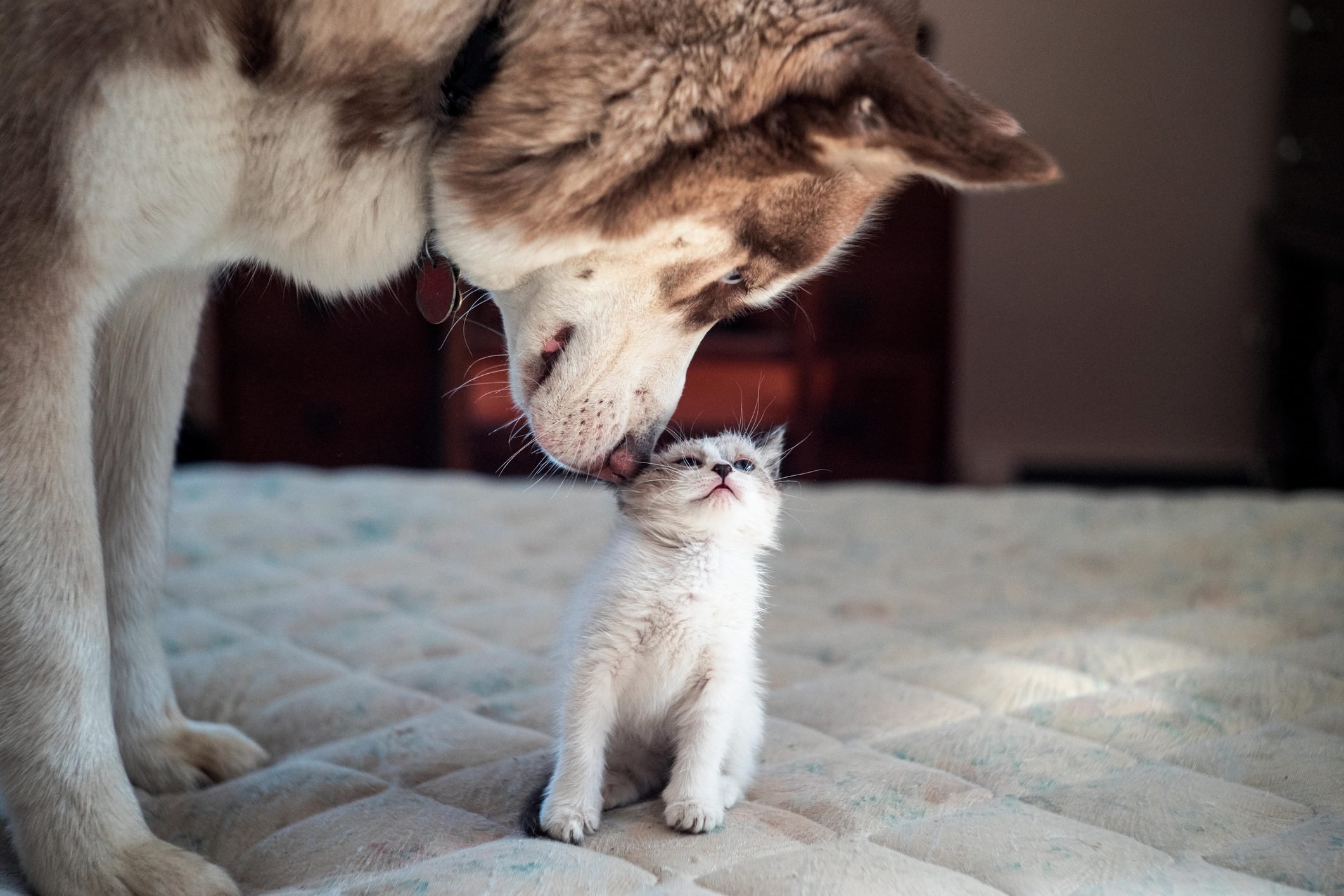 Funny Photo of Dogs and Cats Together. Reader's Digest