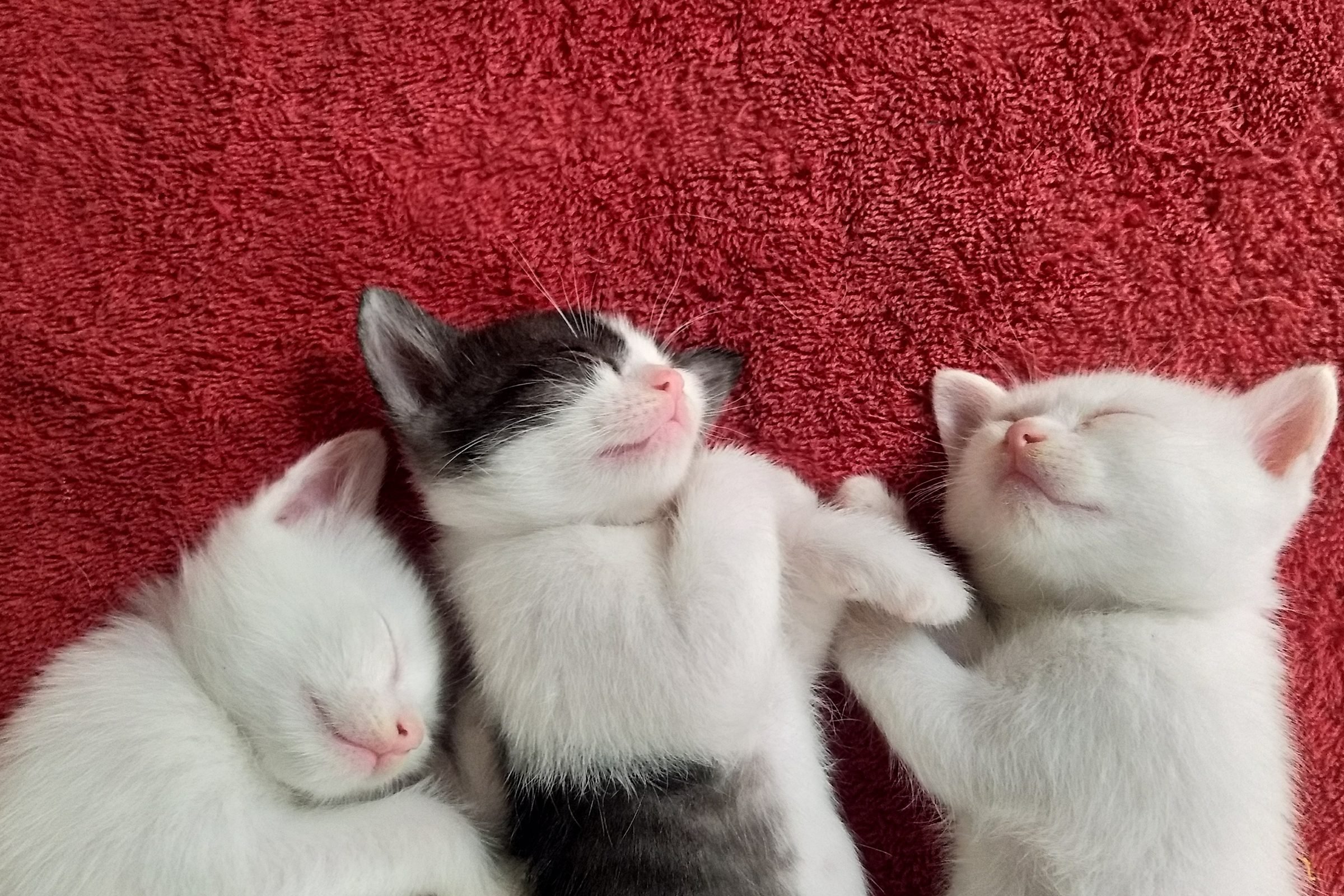 of the Cutest Photo of Kittens Sleeping. Reader's Digest