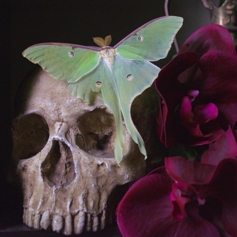 American Luna Moth luna