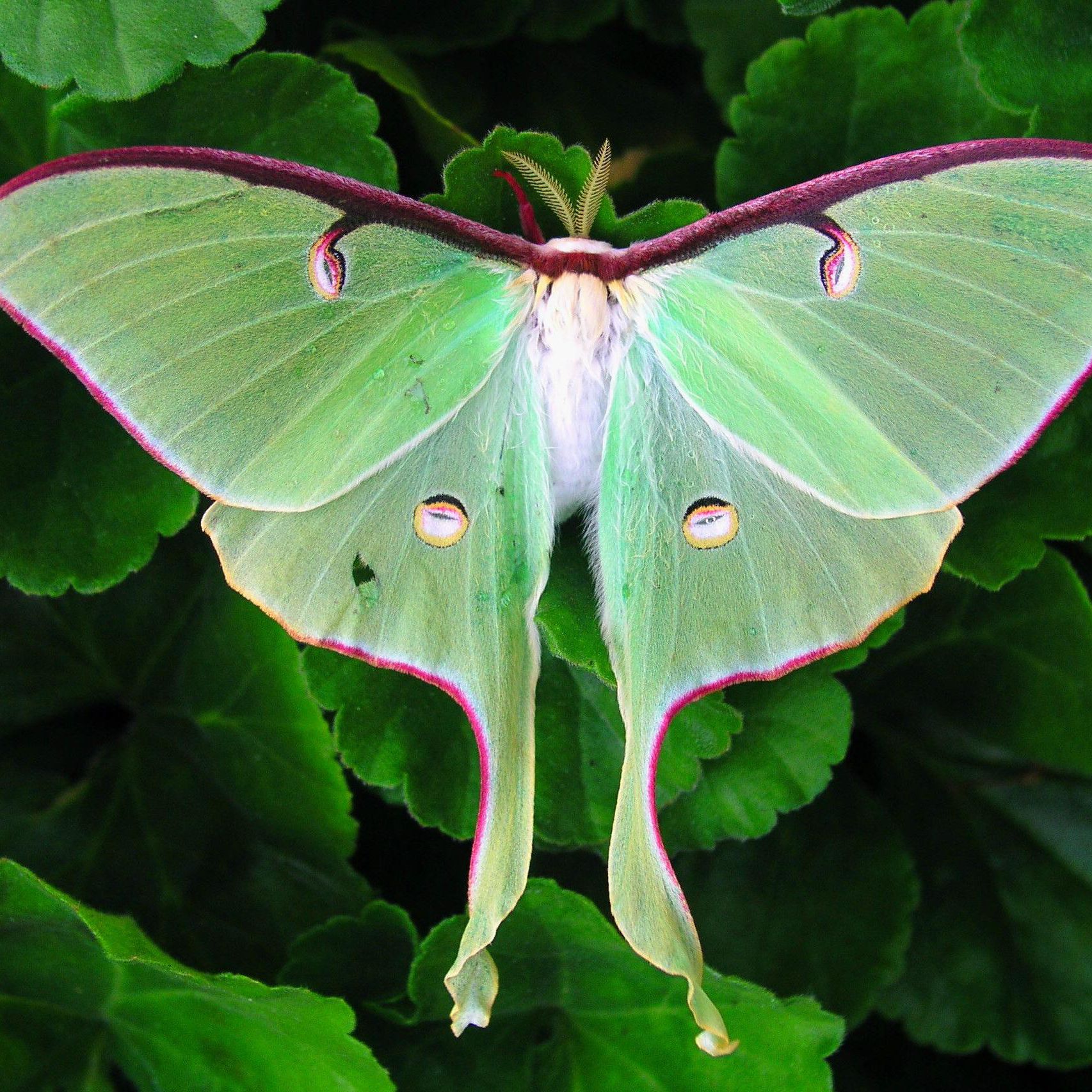 How to Attract Luna Moths to Your Garden