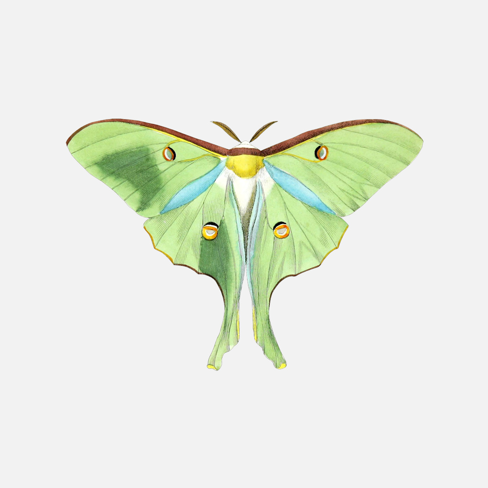 Downloadable: Luna Moth Pl. XXIV image ( .png)
