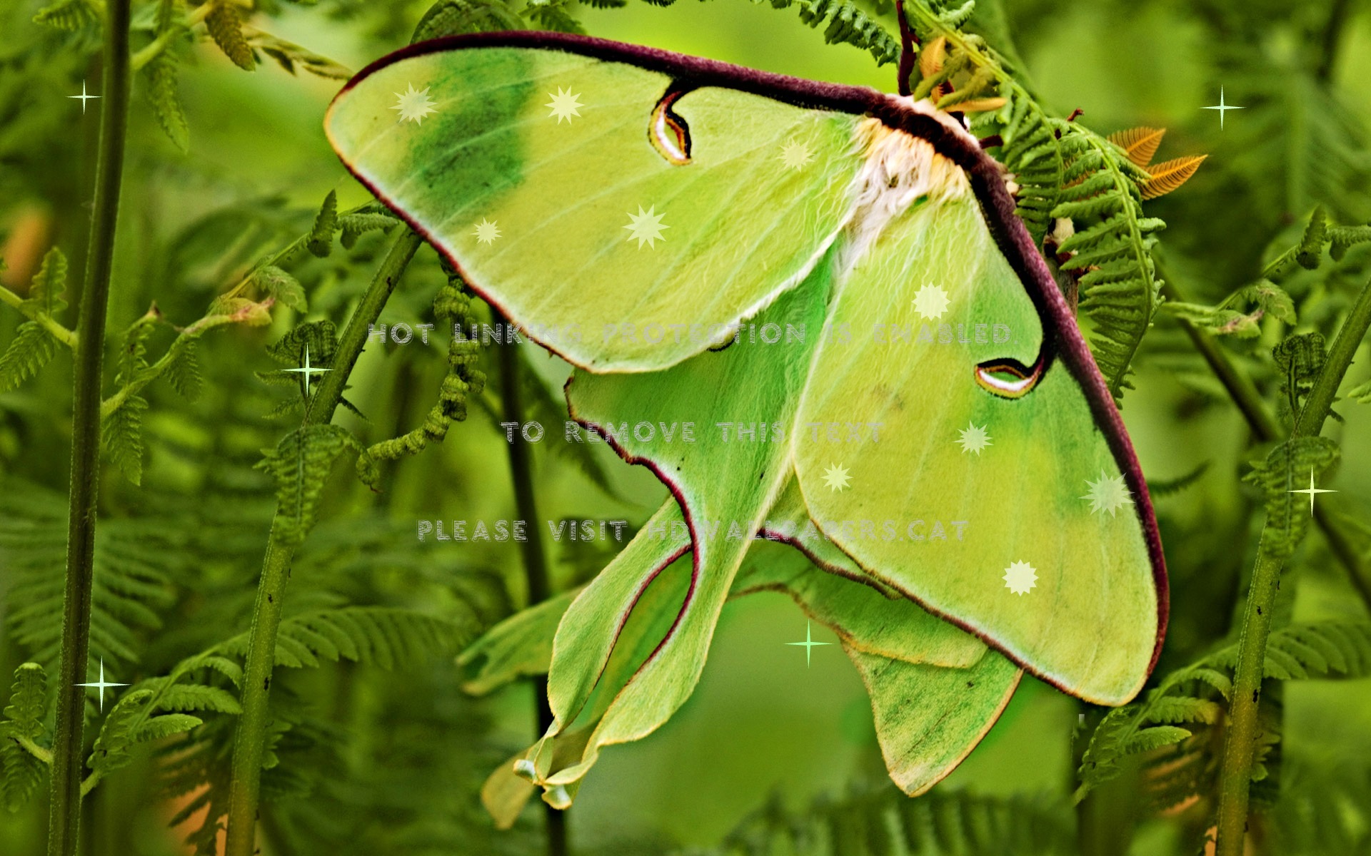 luna moth in the ferns greens animals wings