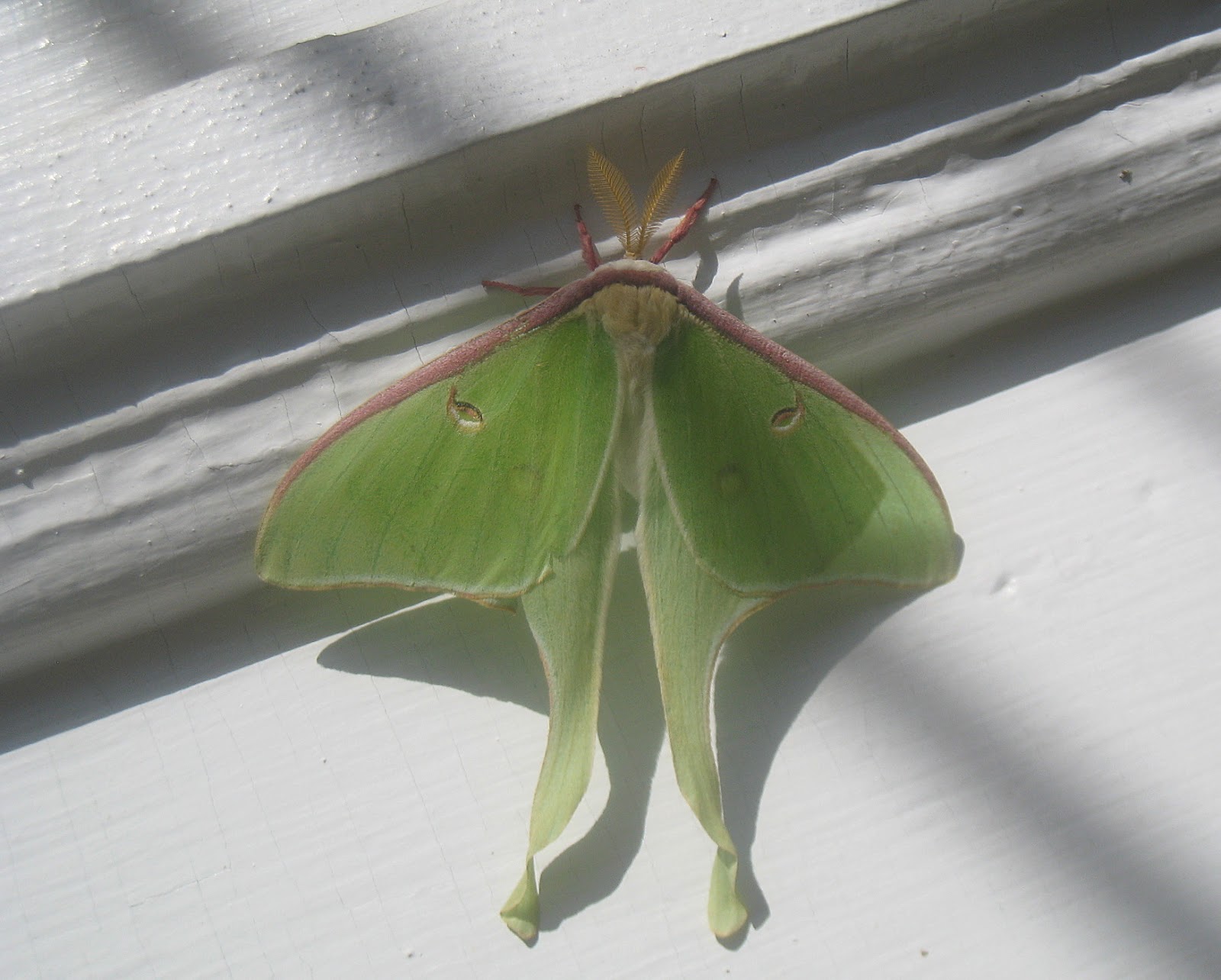 Maynard Life Outdoors and Hidden History of Maynard: Luna Moth: Photo, Symbolism and a Poem