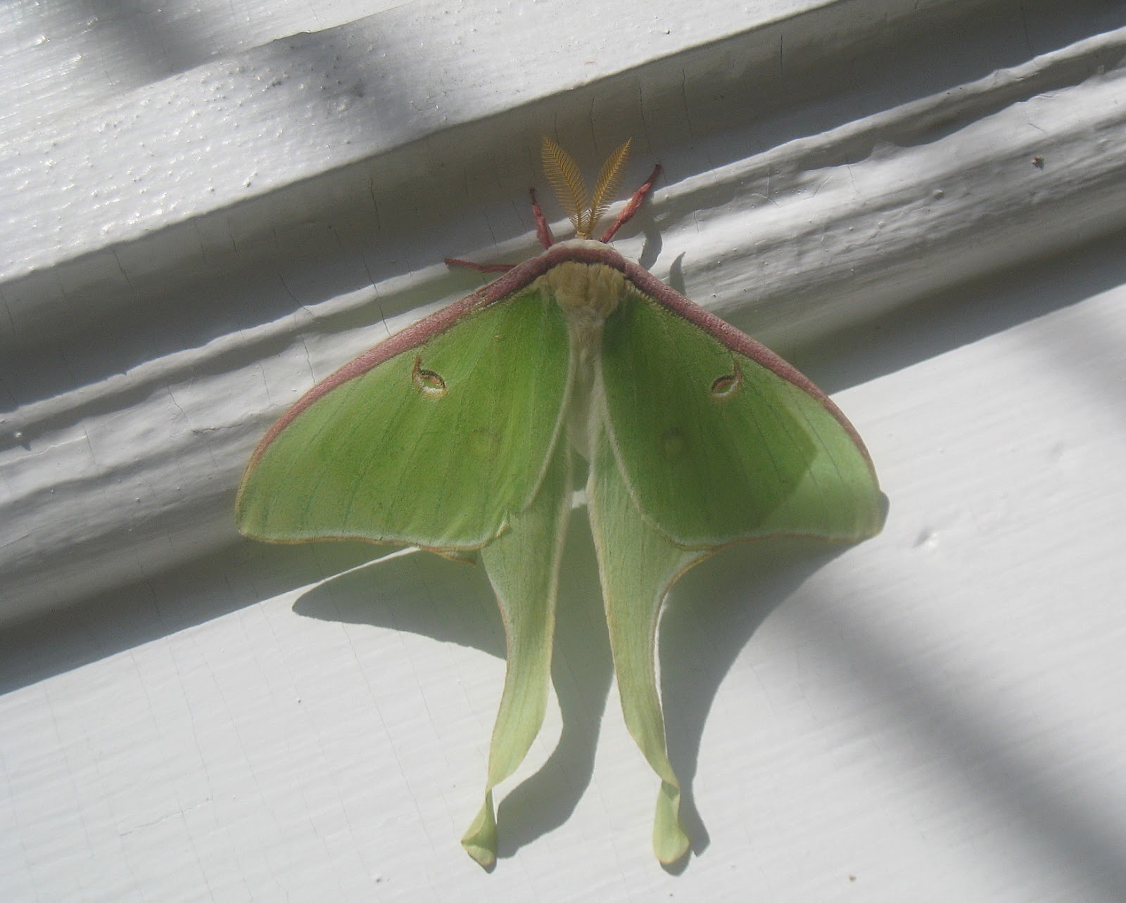 Luna Moth Wallpapers Wallpaper Cave Wp10611612
