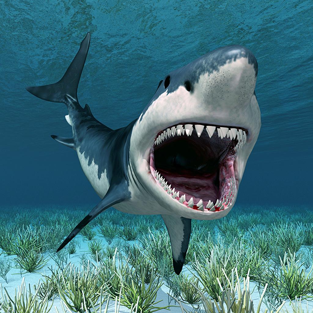 3D Shark Wallpaper Free 3D Shark Background