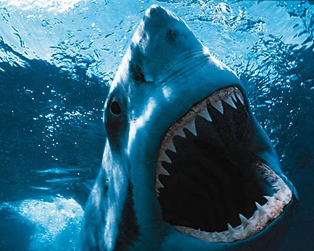Shark Night 3D Movie 1280x1024 Wallpaper, 1280x1024 Wallpaper
