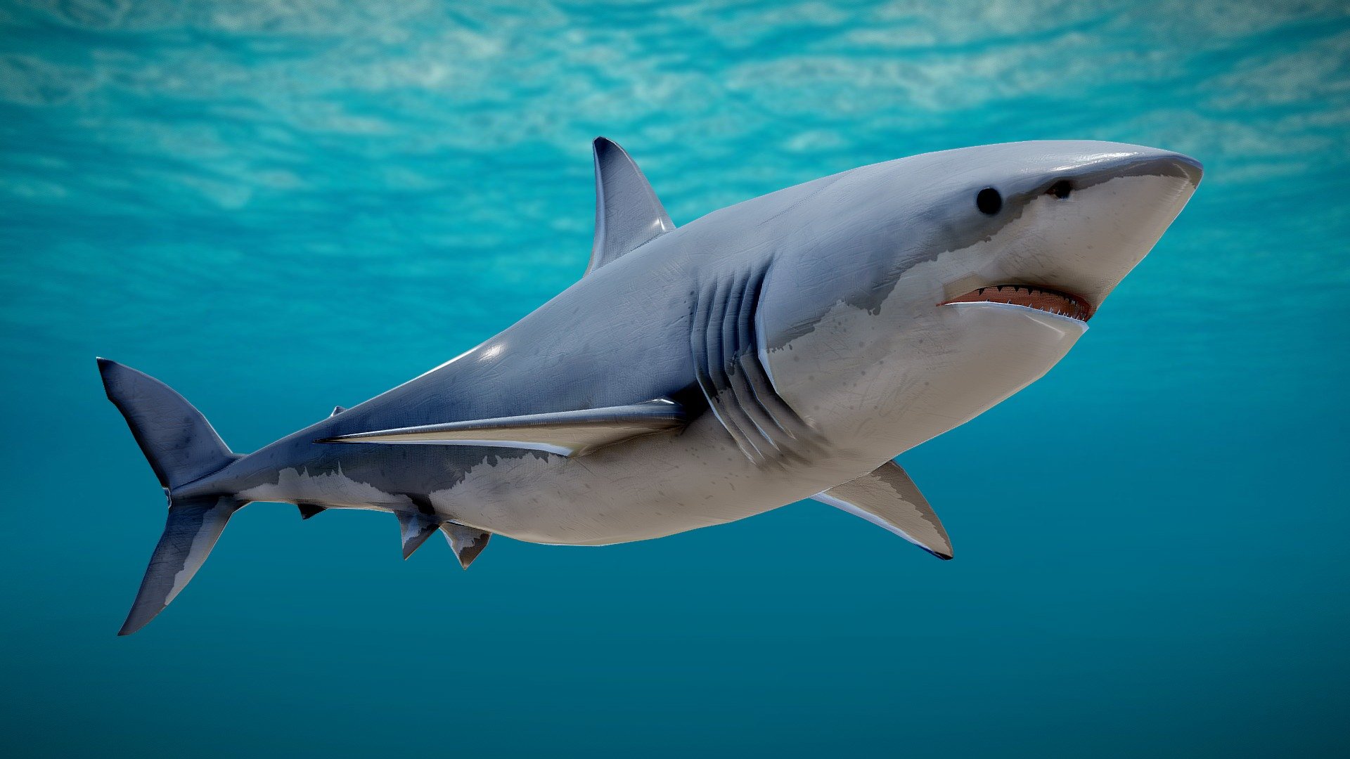 Animated Shark Live Wallpaper