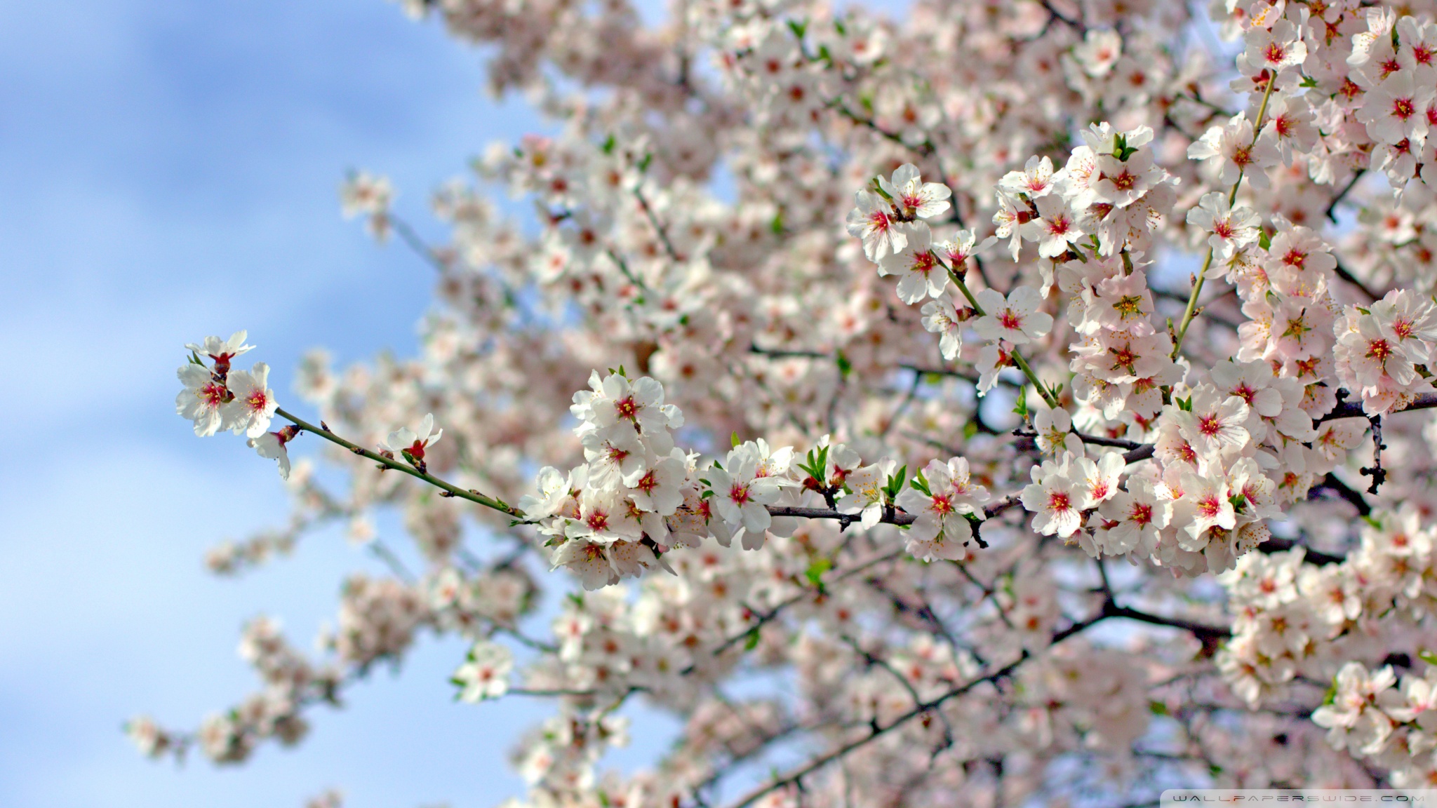 Almond Blossoms Ultra HD Desktop Background Wallpaper for: Multi Display, Dual Monitor, Tablet