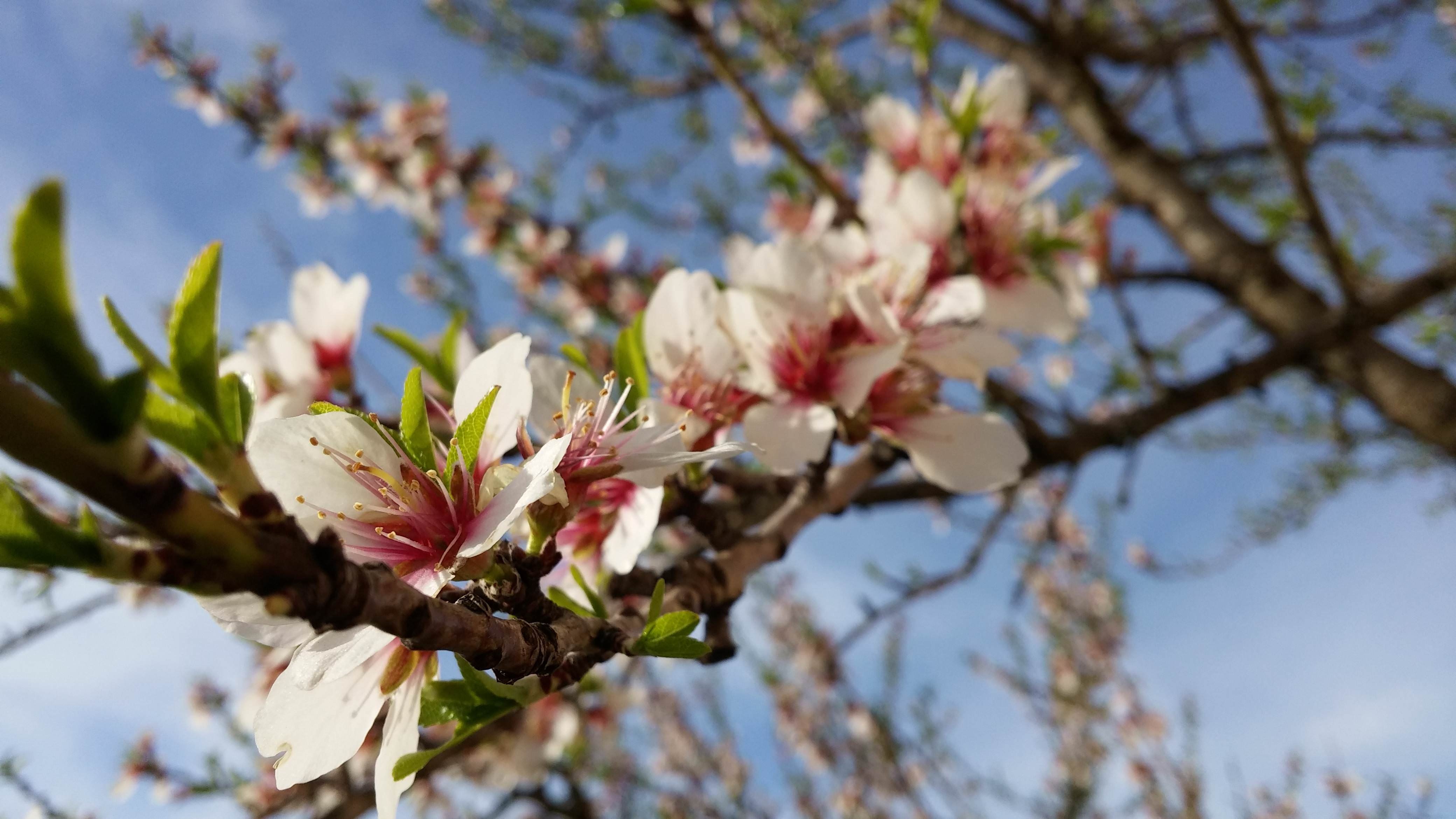 Almond Blossom Wallpapers - Wallpaper Cave