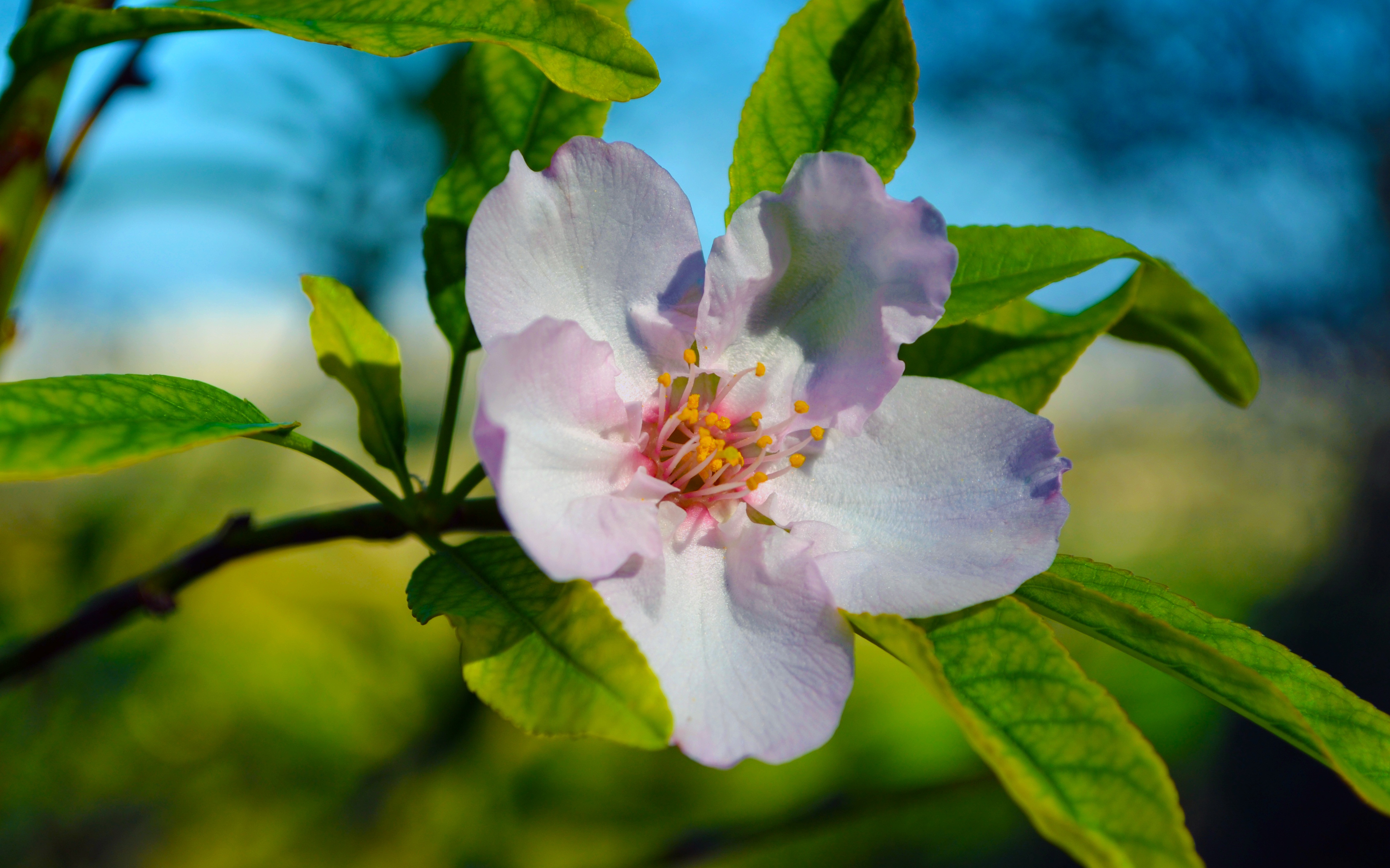 Almond Blossom Wallpapers - Wallpaper Cave