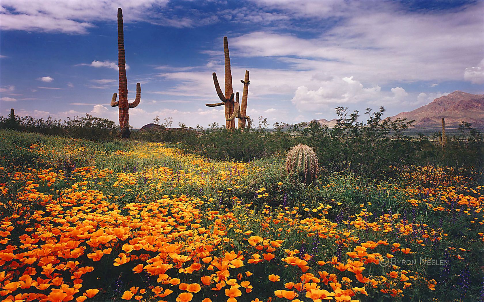 spring-wild-flowers-wallpapers-wallpaper-cave