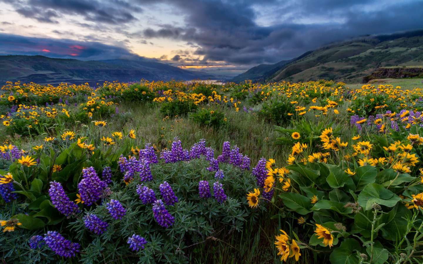 Spring Landscape Yellow And Blue Wild Flowers North America Columbia River Oregon Wallpaper For Deskx1200, Wallpaper13.com