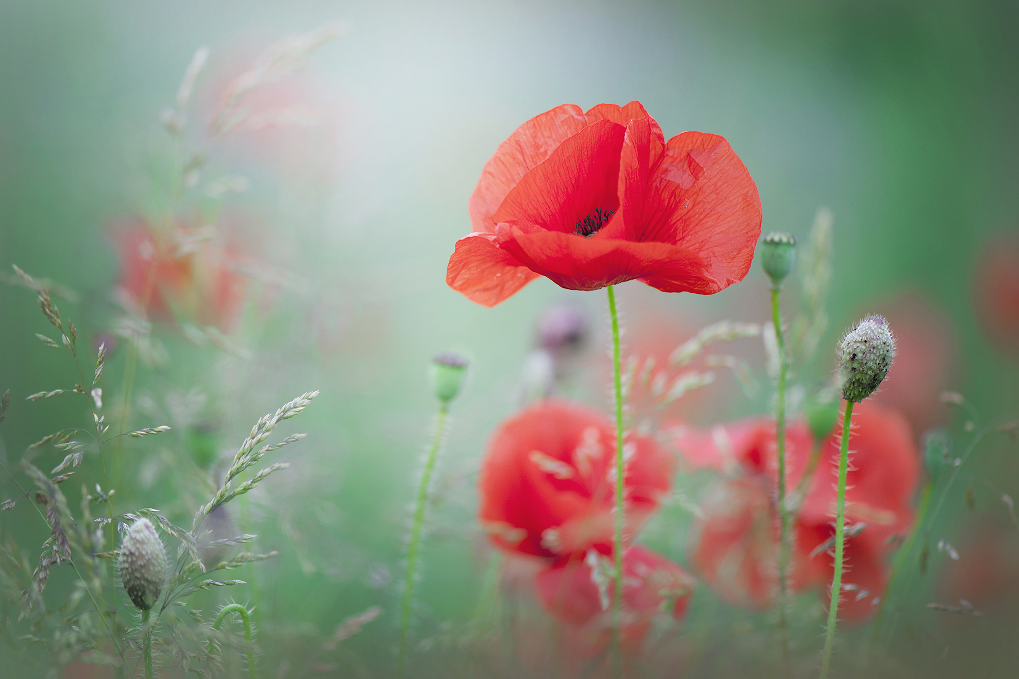 Gorgeous Photo of Spring Wildflowers Labs Blog