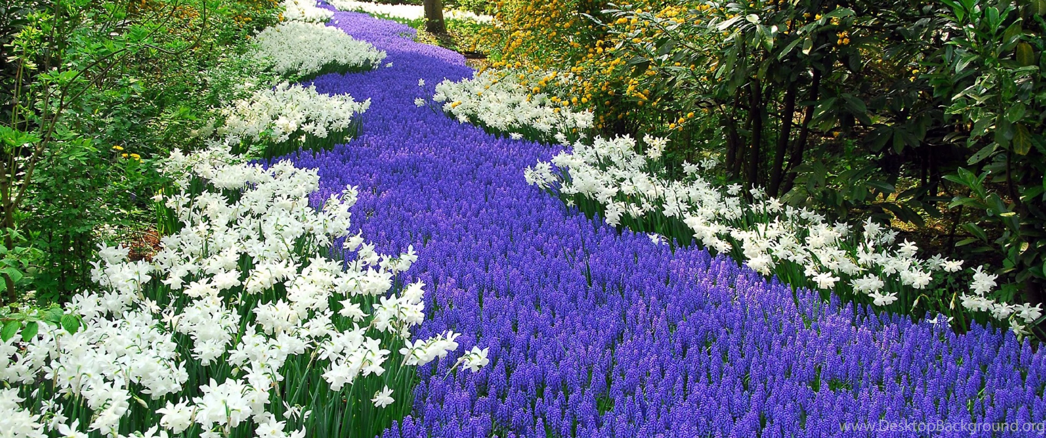 Wild Flower 4K Spring Wallpaper Desktop Background