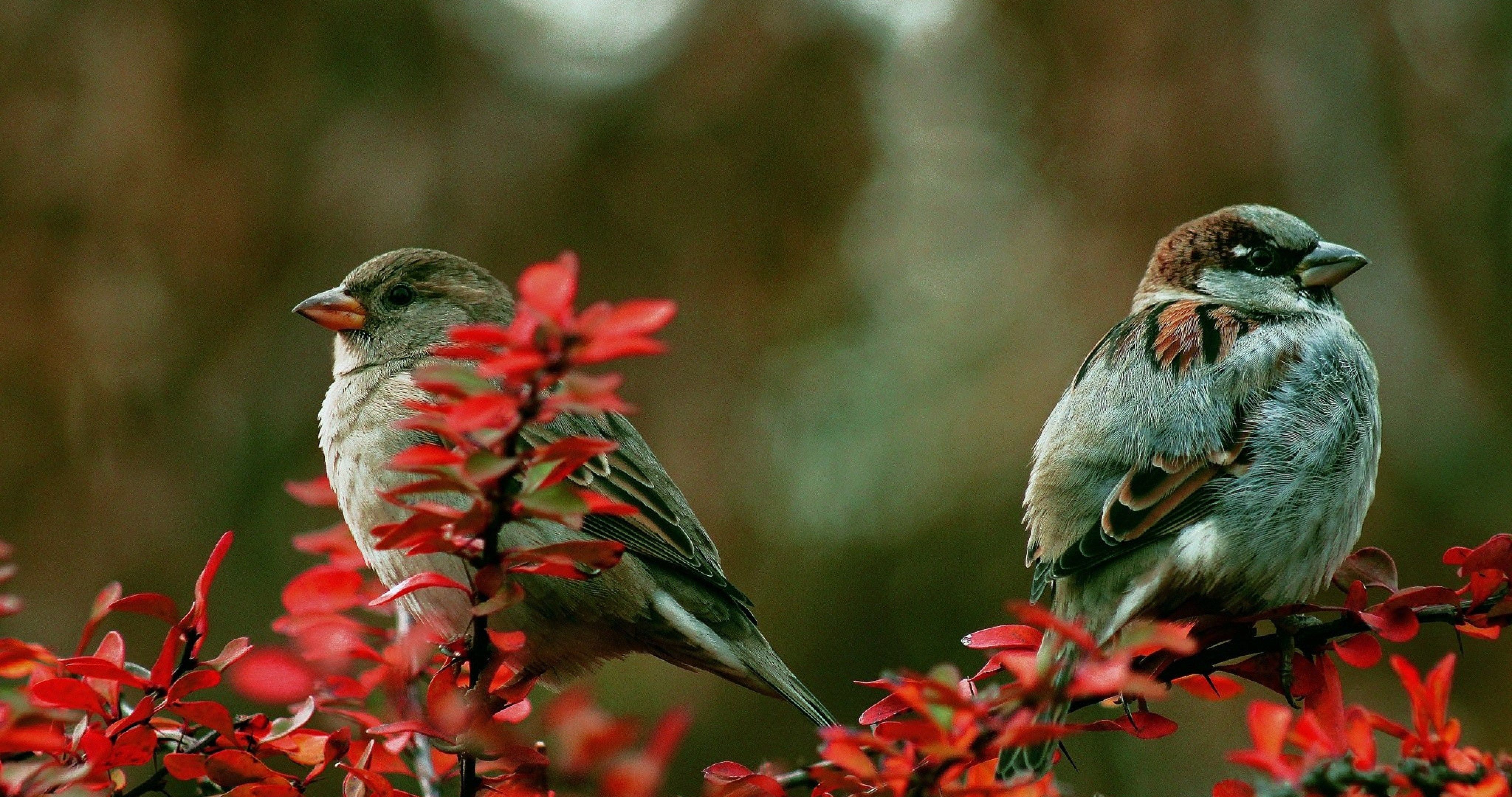 Couple Birds On Branch 4k Ultra HD Wallpaper HD 4k Bird Wallpaper & Background Download