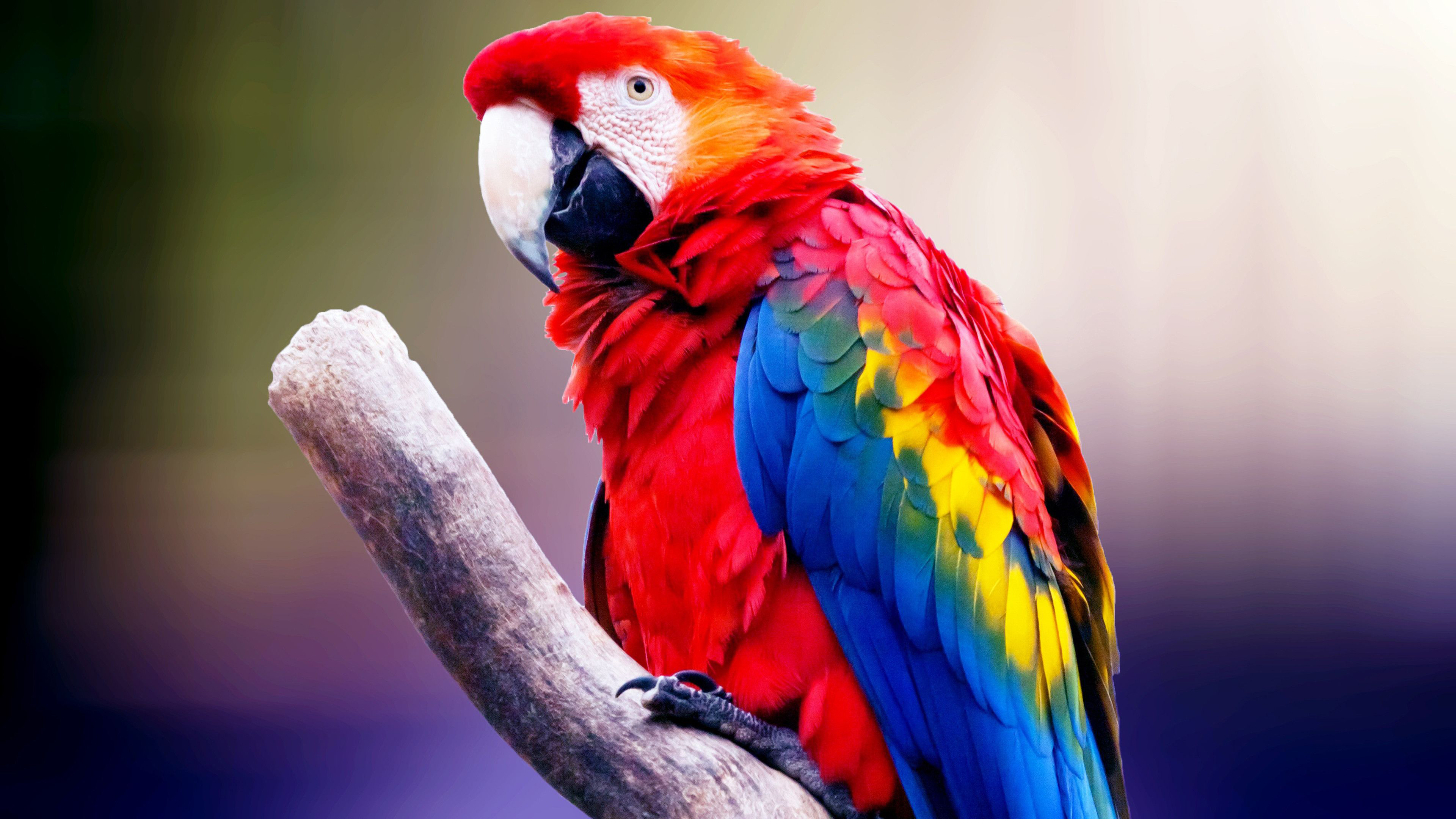 Macaw Bird 4K HD Wallpaper
