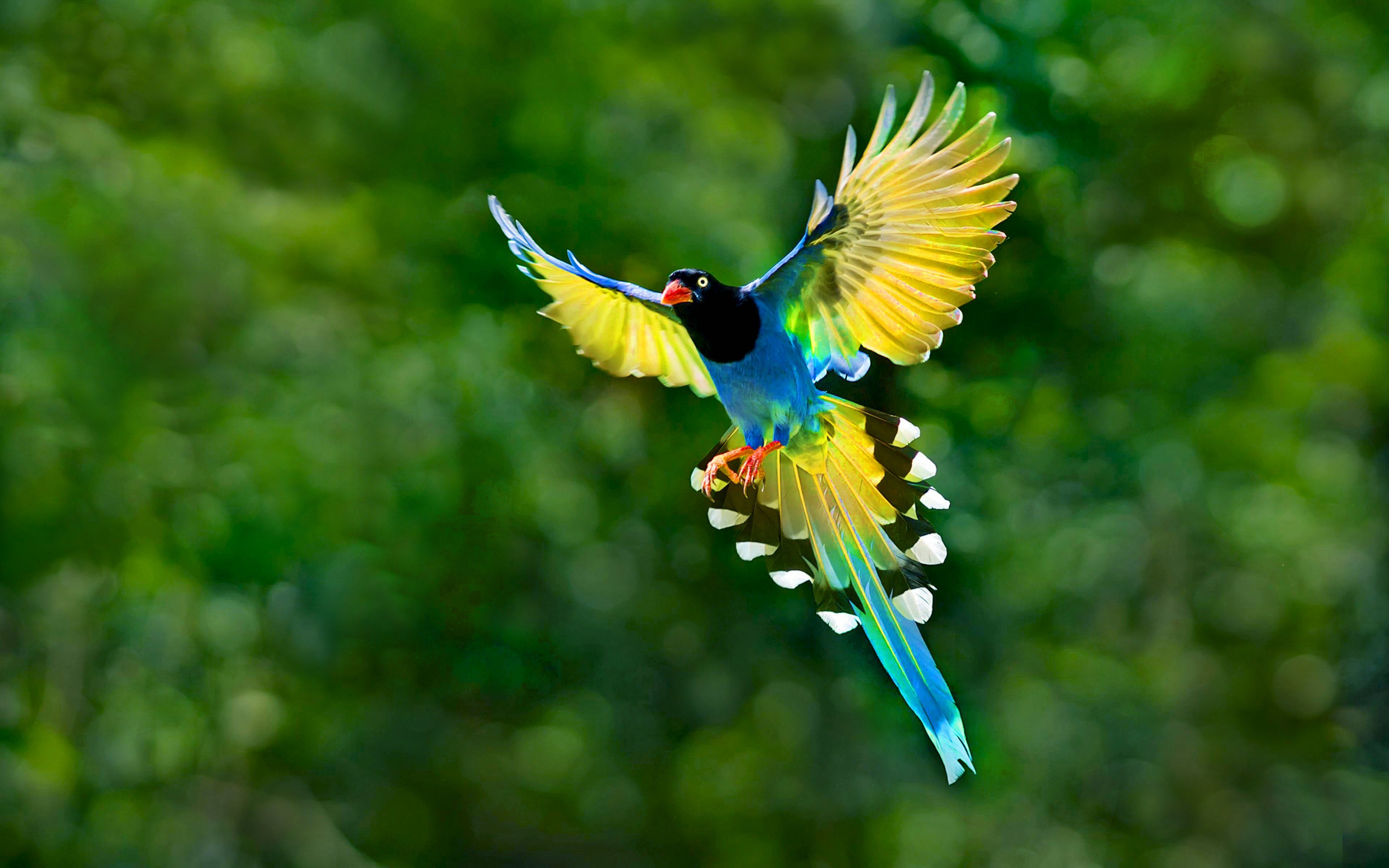 Flying Birds Of Paradise HD Wallpaper