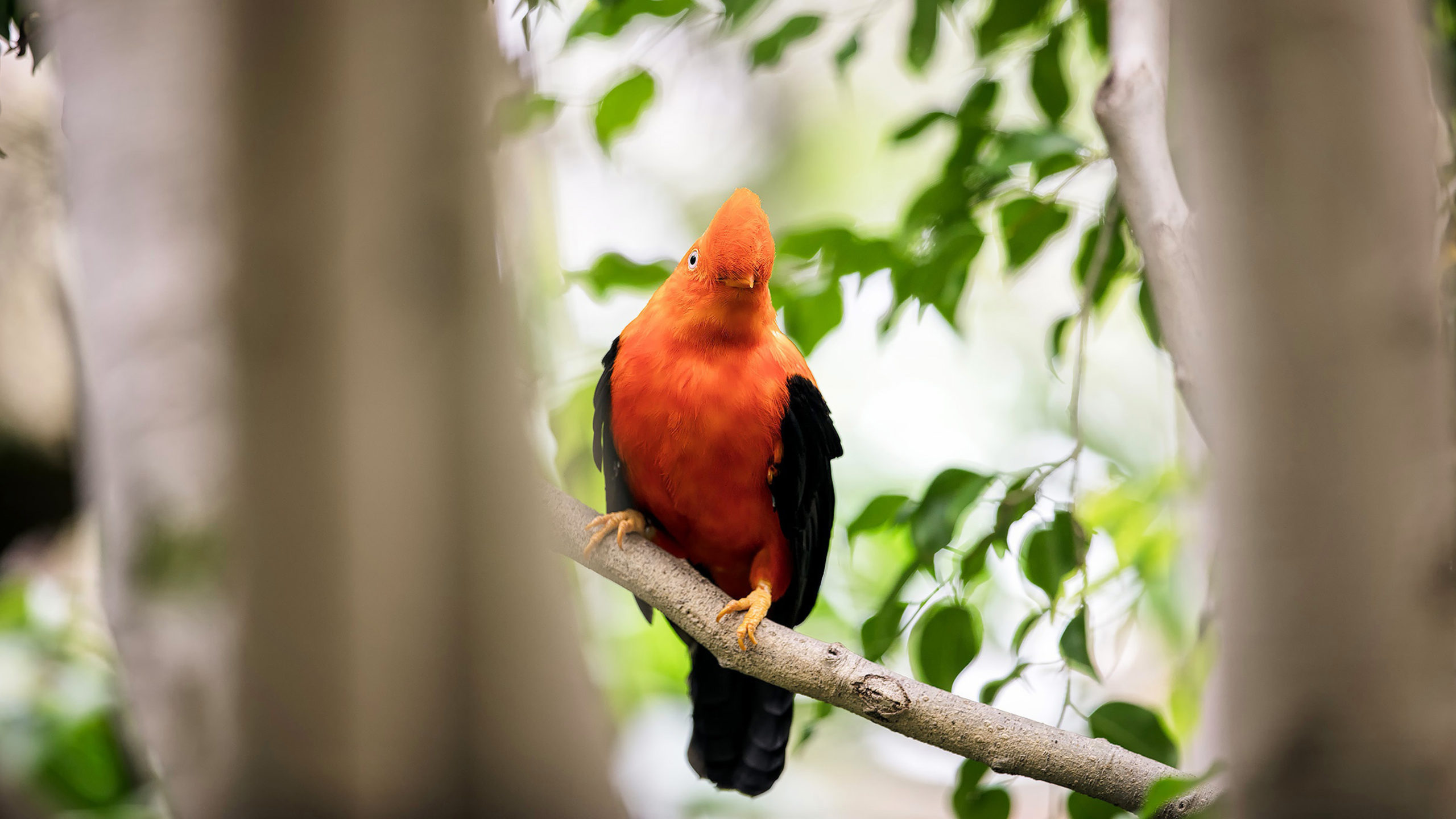 Red Bird Beautiful Ultra HD 4K Laptop Wallpaper