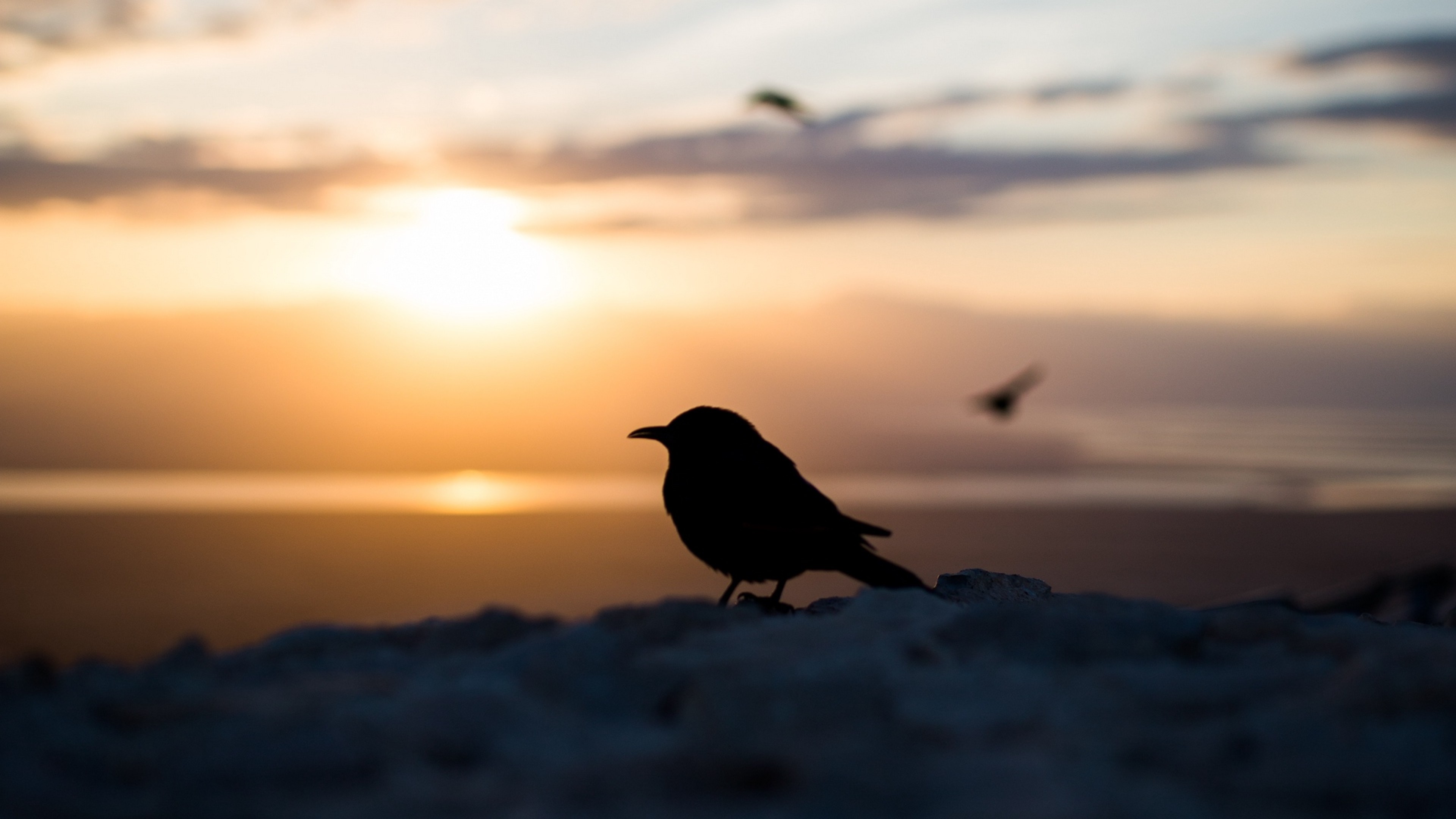 Bird silhouette at the sunset HD Wallpaper 4K Ultra HD
