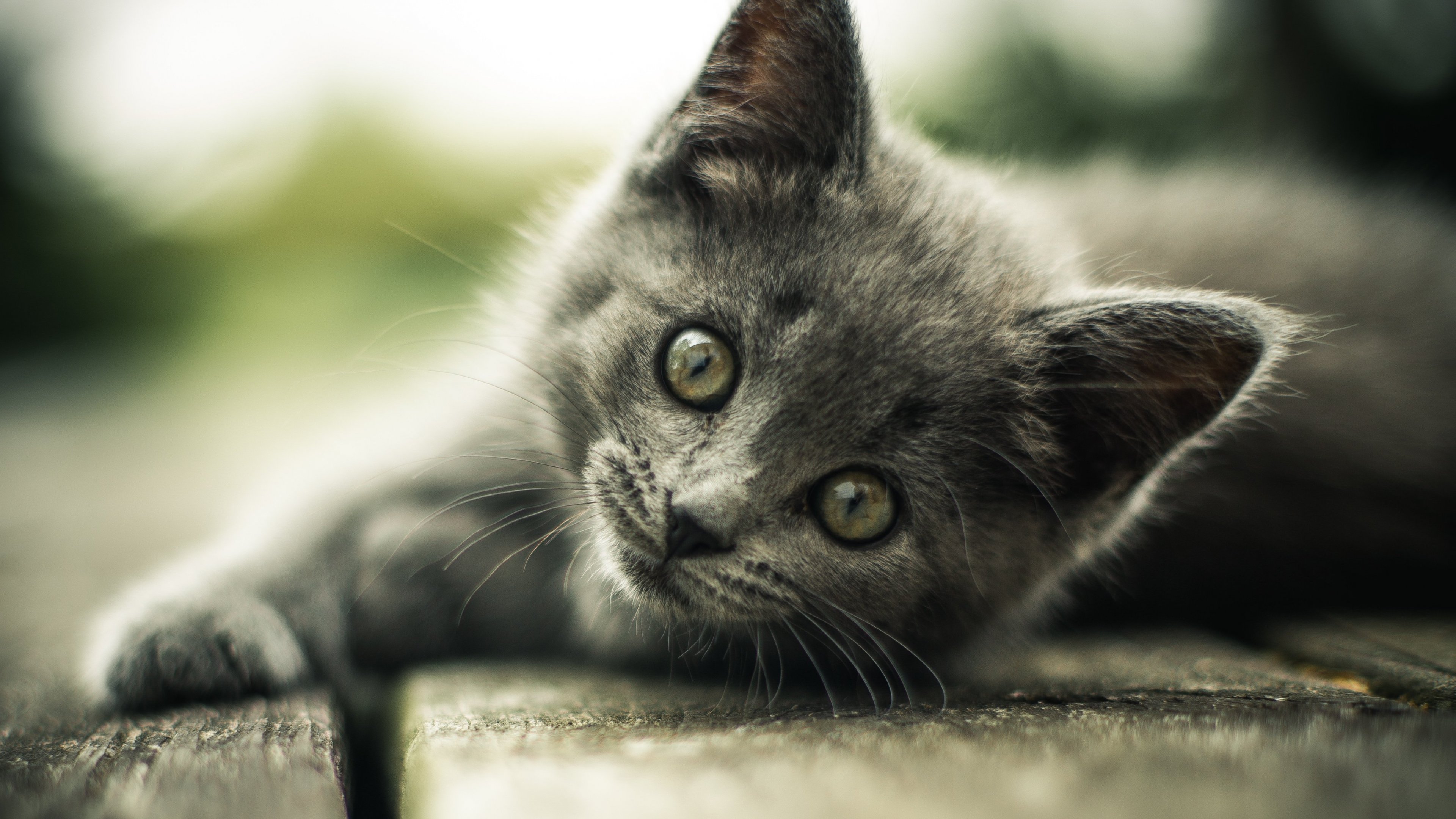 Gray Kitten Wallpaper, Android & Desktop Background