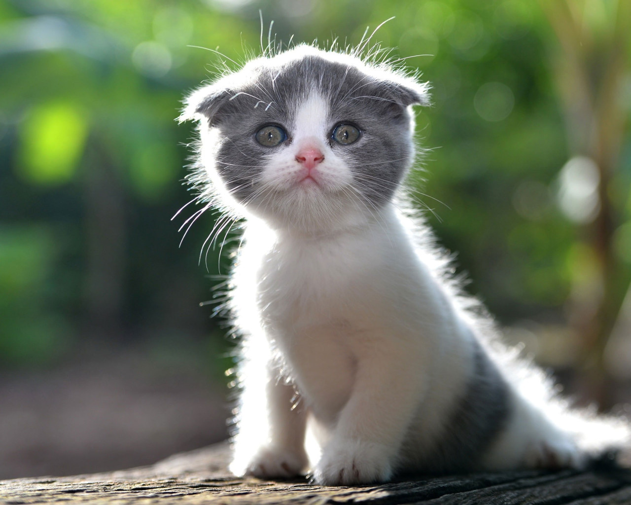 Cute Kitten Wallpaper, Furry Cat • Wallpaper For You