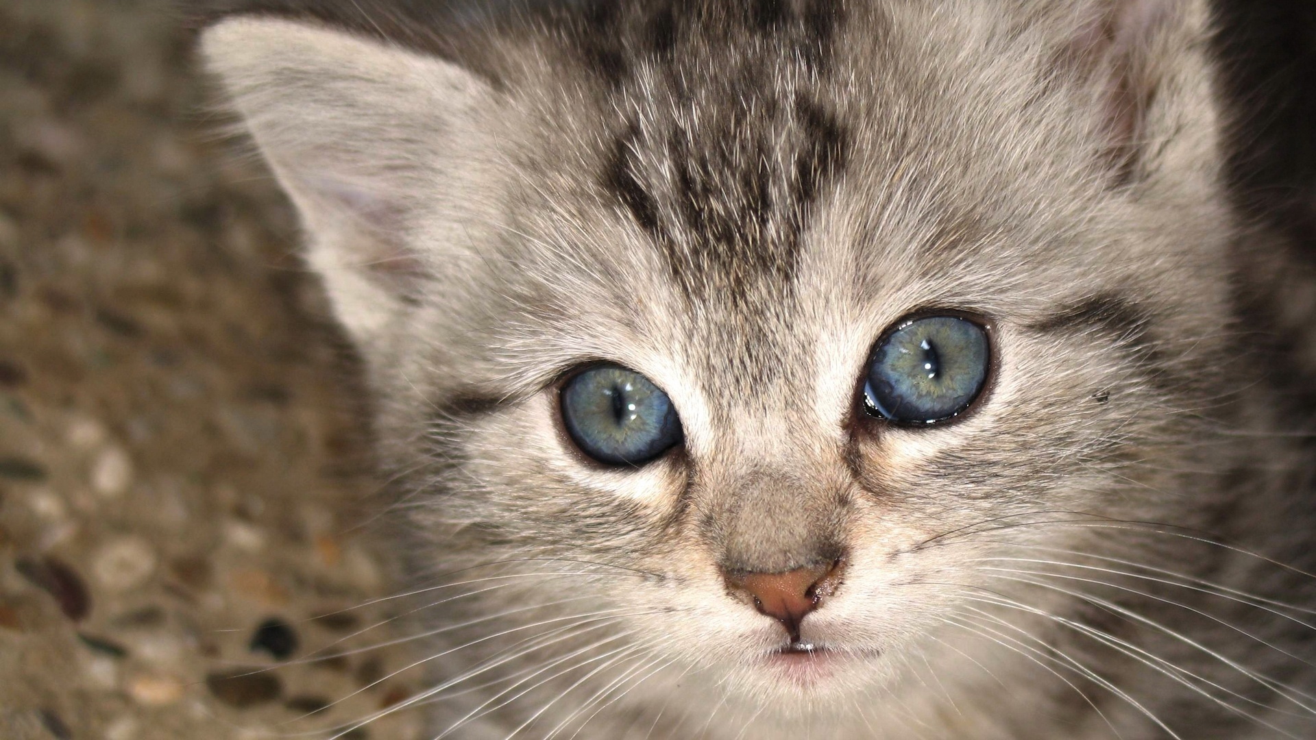 Kitten With Blue Eyes Wallpaper And Image With Grey Eyes Wallpaper & Background Download