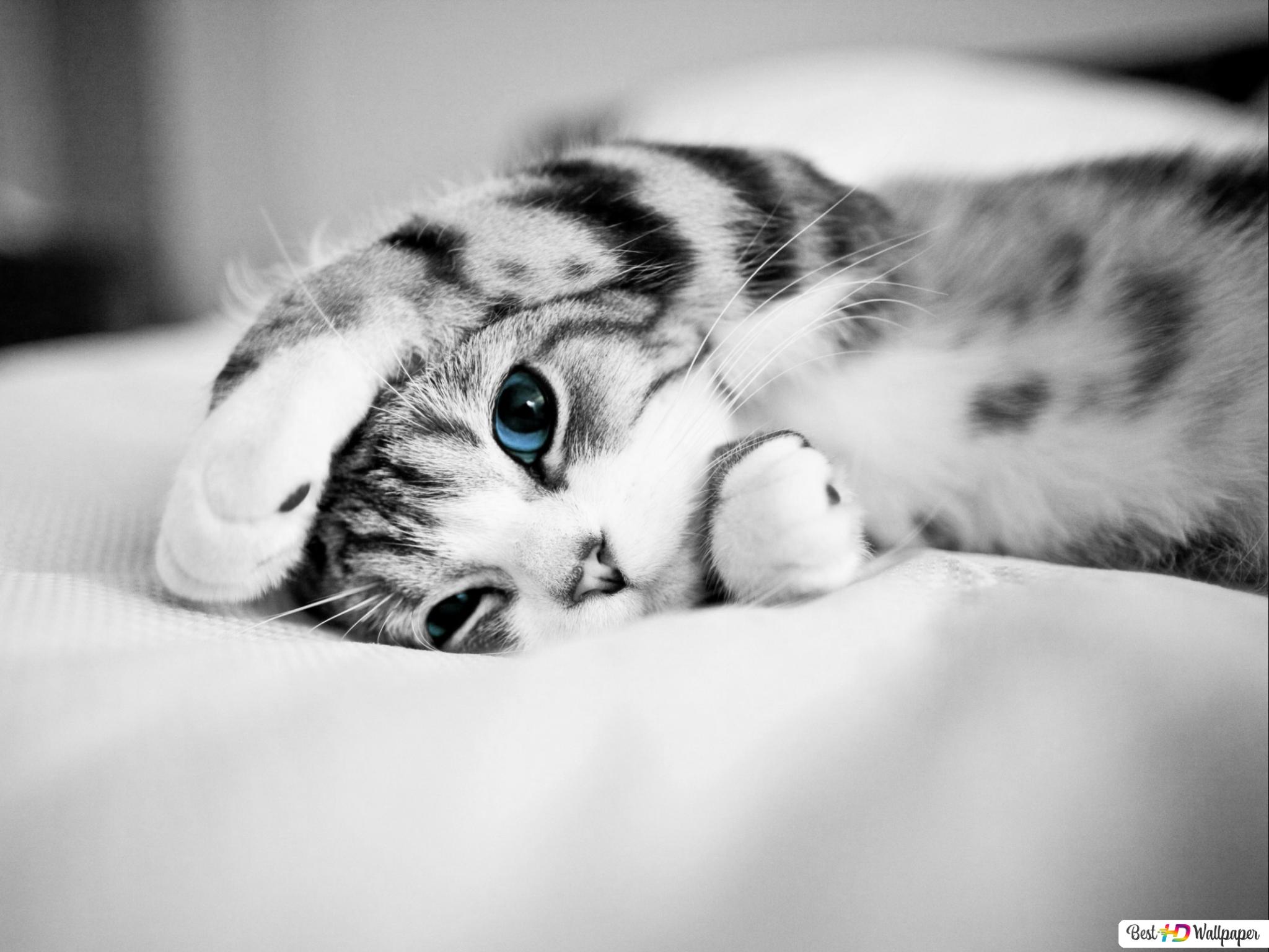 Adorable gray stripe kitten with blue eyes HD wallpaper download