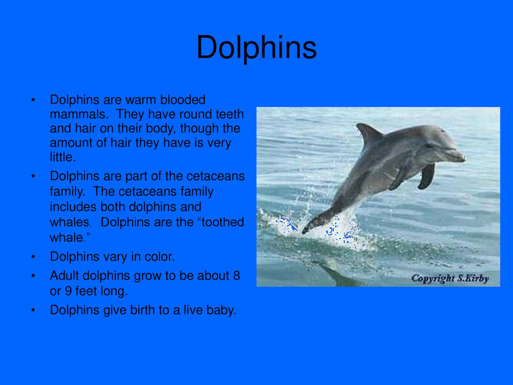 Dolphin Body Parts Wallpapers - Wallpaper Cave