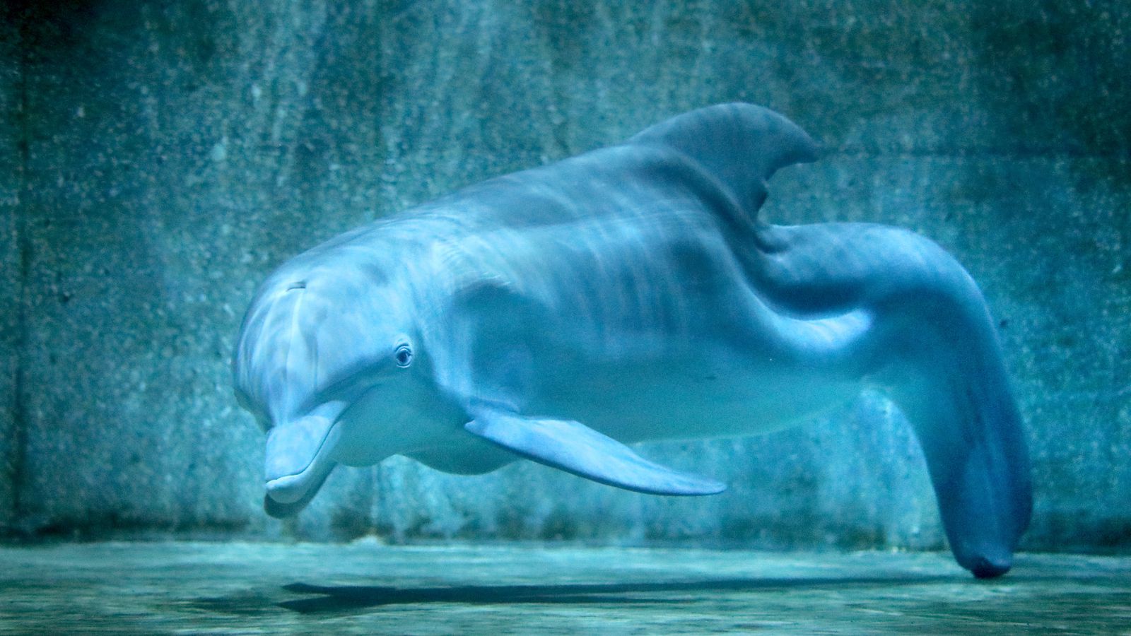 Winter's Tale: Read the original series about the famous Clearwater dolphin