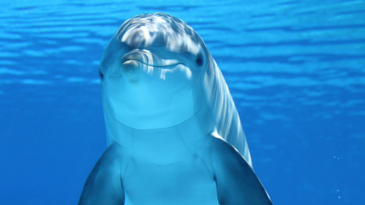The dolphin passes the Miller test which recognizes himself in the mirror earlier than a human baby