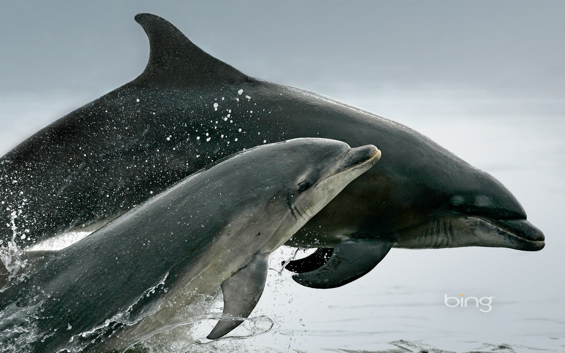 A pair of Bottlenose Dolphins Tursiops truncatus breaches from the Moray Firth Scotland From Down Under And Friends Wallpaper