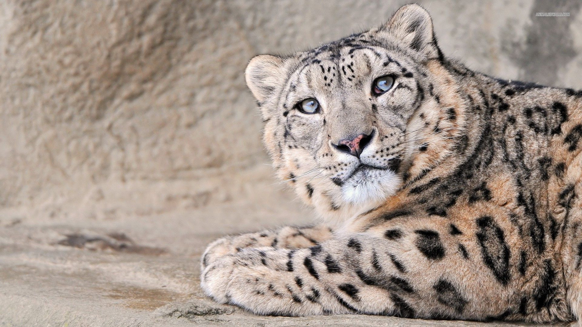 Snow Leopard Endangered Species Inspirational Snow Wallpaper Desktop Background Snow Leopard