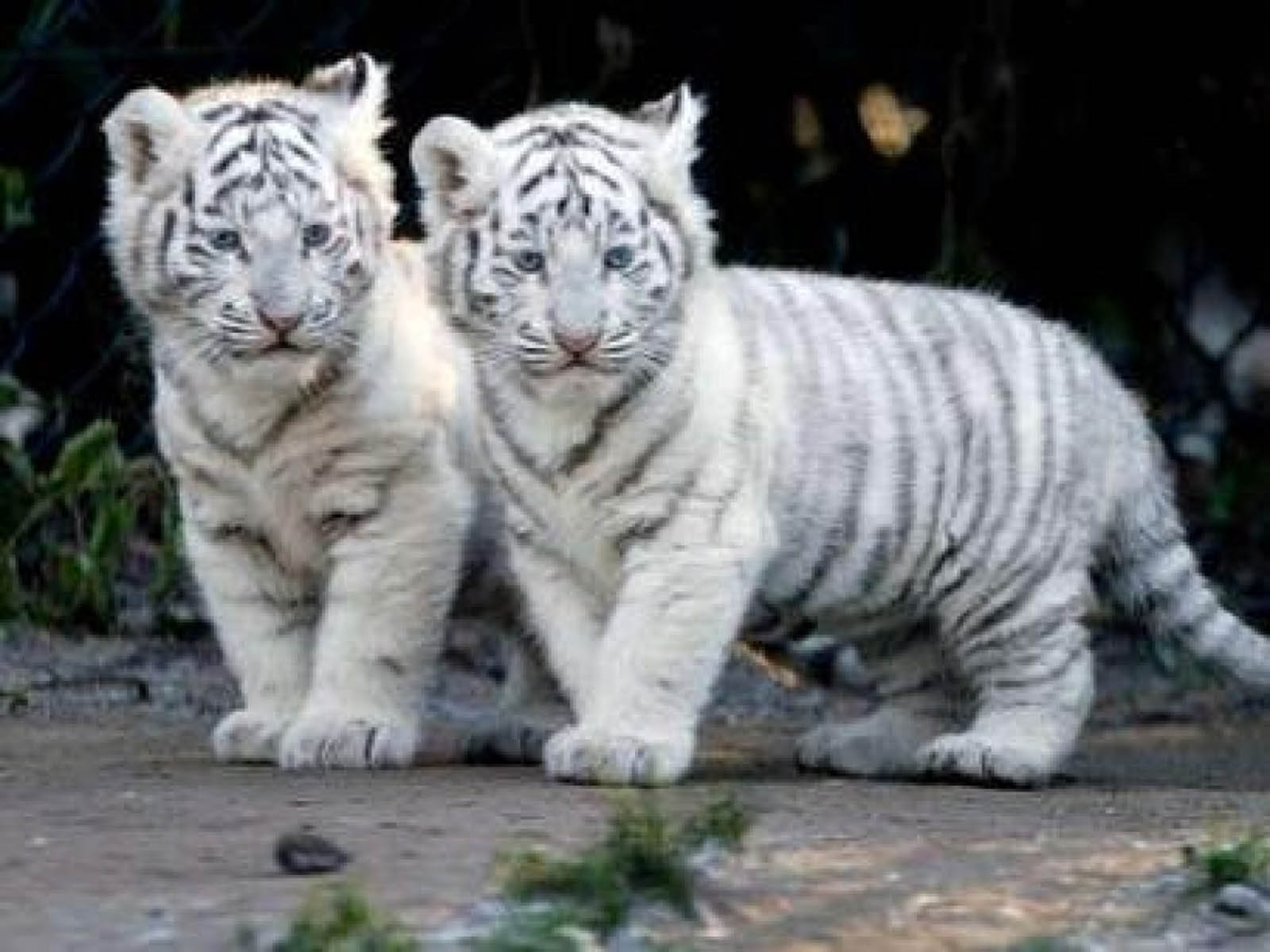 White Tiger Endangered Animals HD Wallpaper