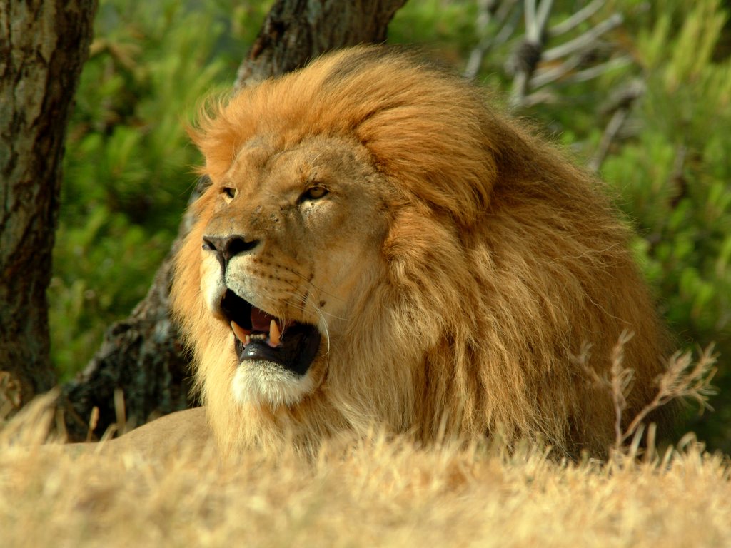 Roaring Lion HD Wallpaper Lion Endangered Animals India Wallpaper & Background Download