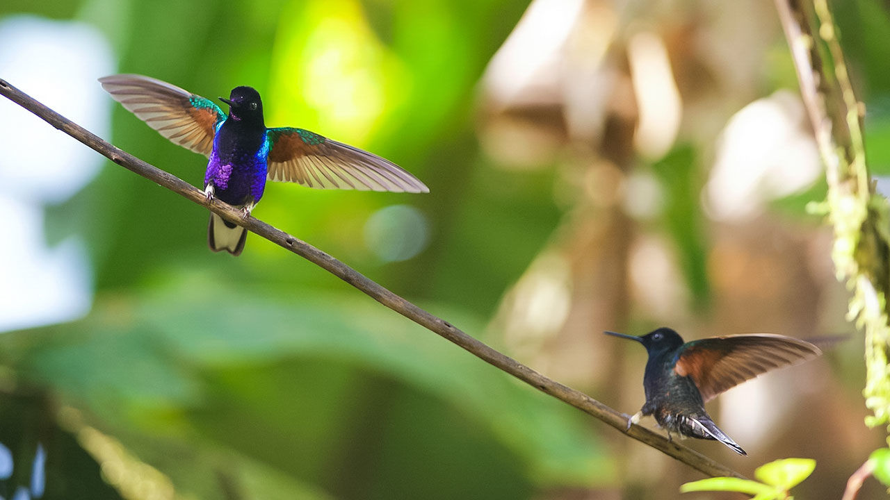 Latest HD Wallpaper Free Download Smileandspeak Birds And Animals