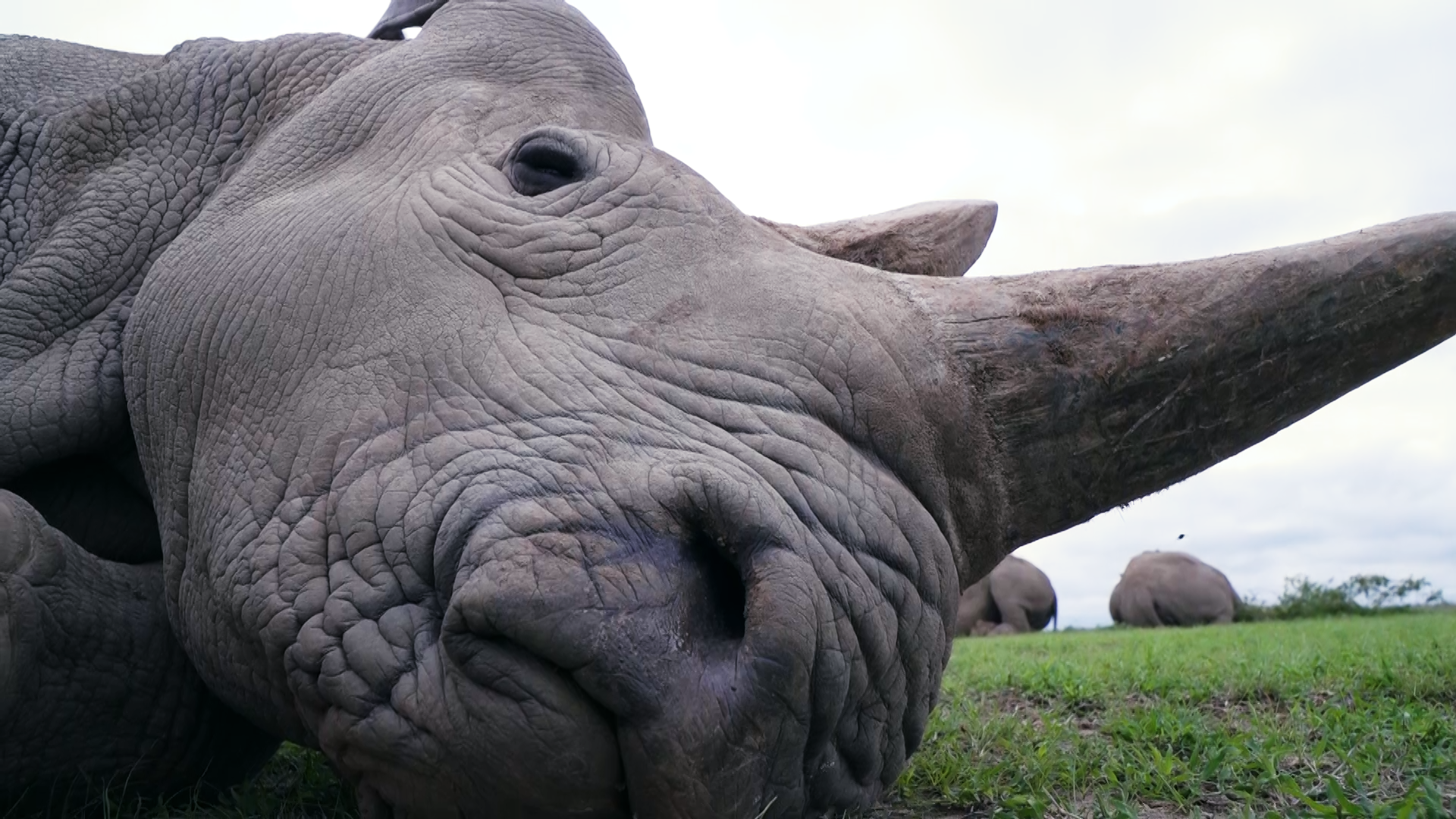 Animal Species Most Wallpaper