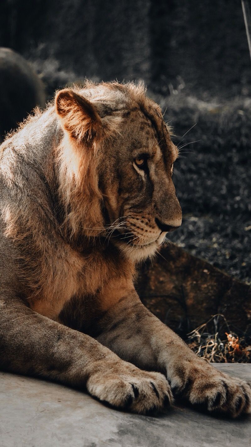 Endangered Animals. Big cats, Animals, Animal picture