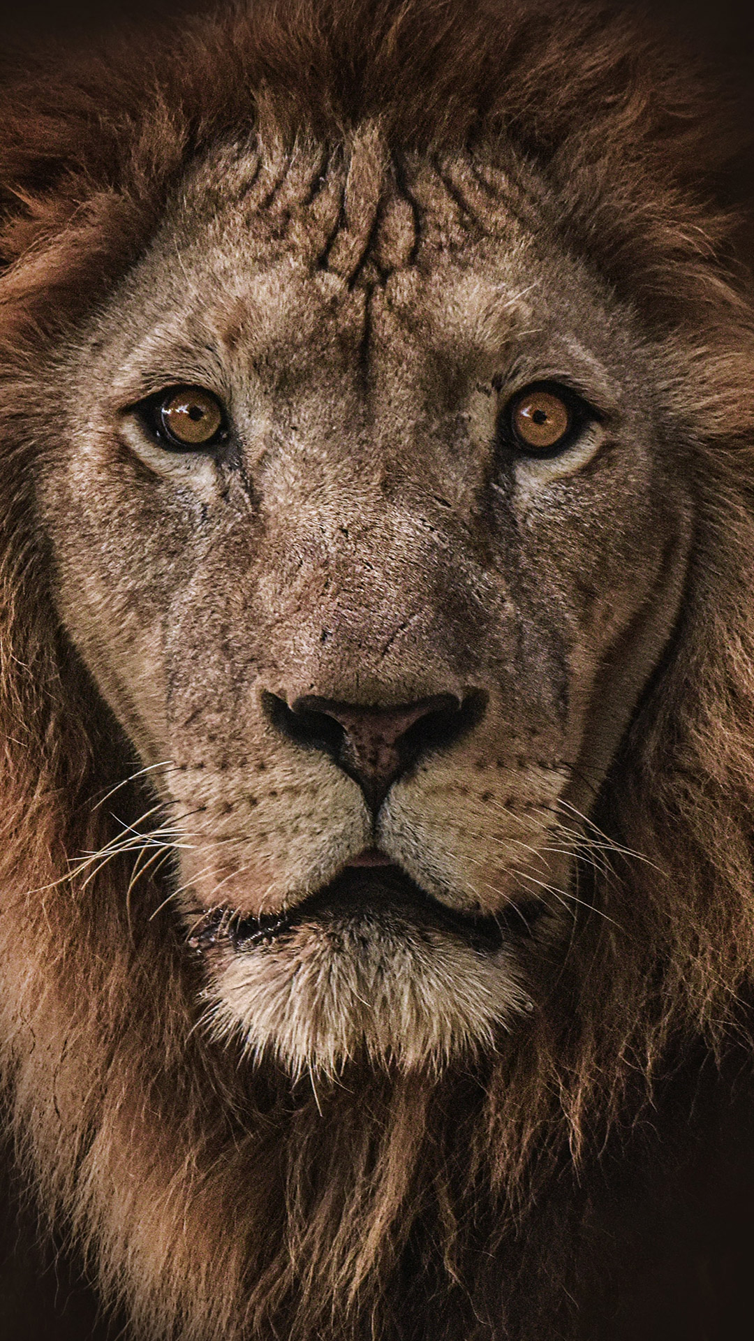 Lion Face iphone Wallpaper Tumblr