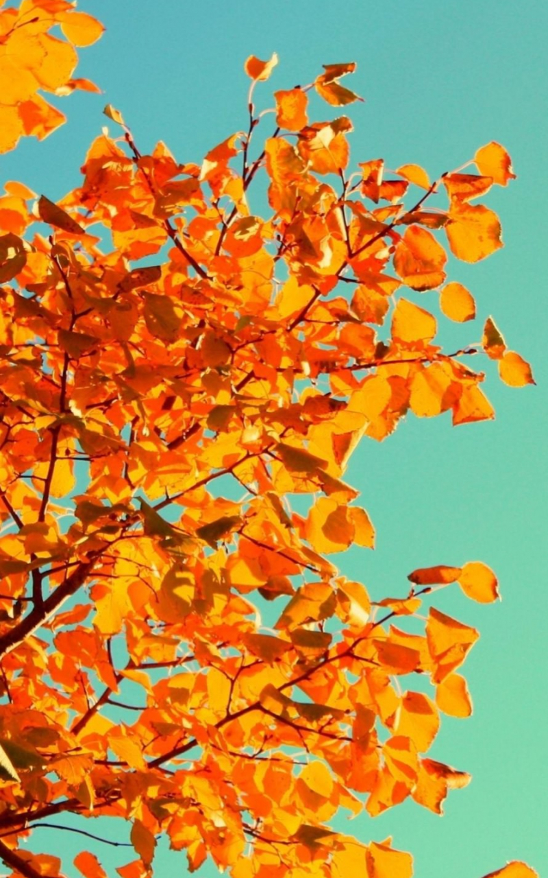 Free download Tumblr Fall iPhone Wallpaper HD Wallpaper on picsfaircom [890x1590] for your Desktop, Mobile & Tablet. Explore Autumn iPhone Wallpaper Tumblr. Cute Wallpaper Tumblr, Pretty Wallpaper Tumblr, Tumblr