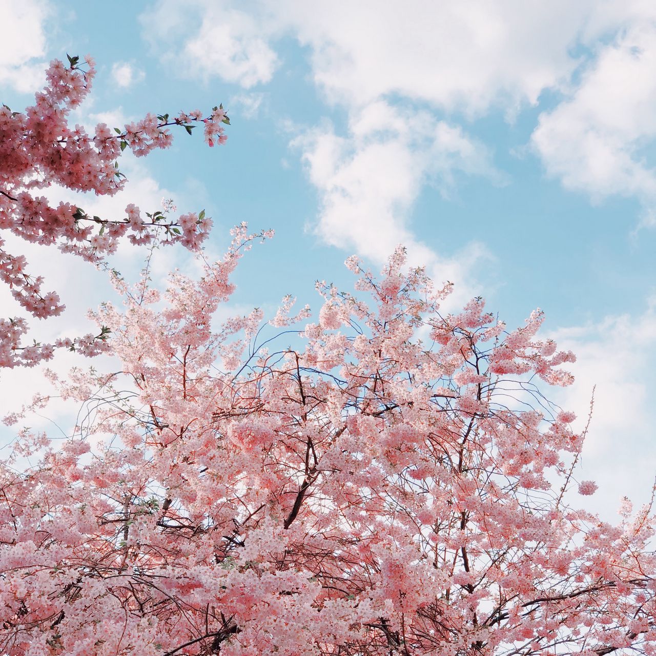Download wallpaper 1280x1280 cherry, bloom, spring, flowers, branches, sky ipad, ipad ipad mini for parallax HD background